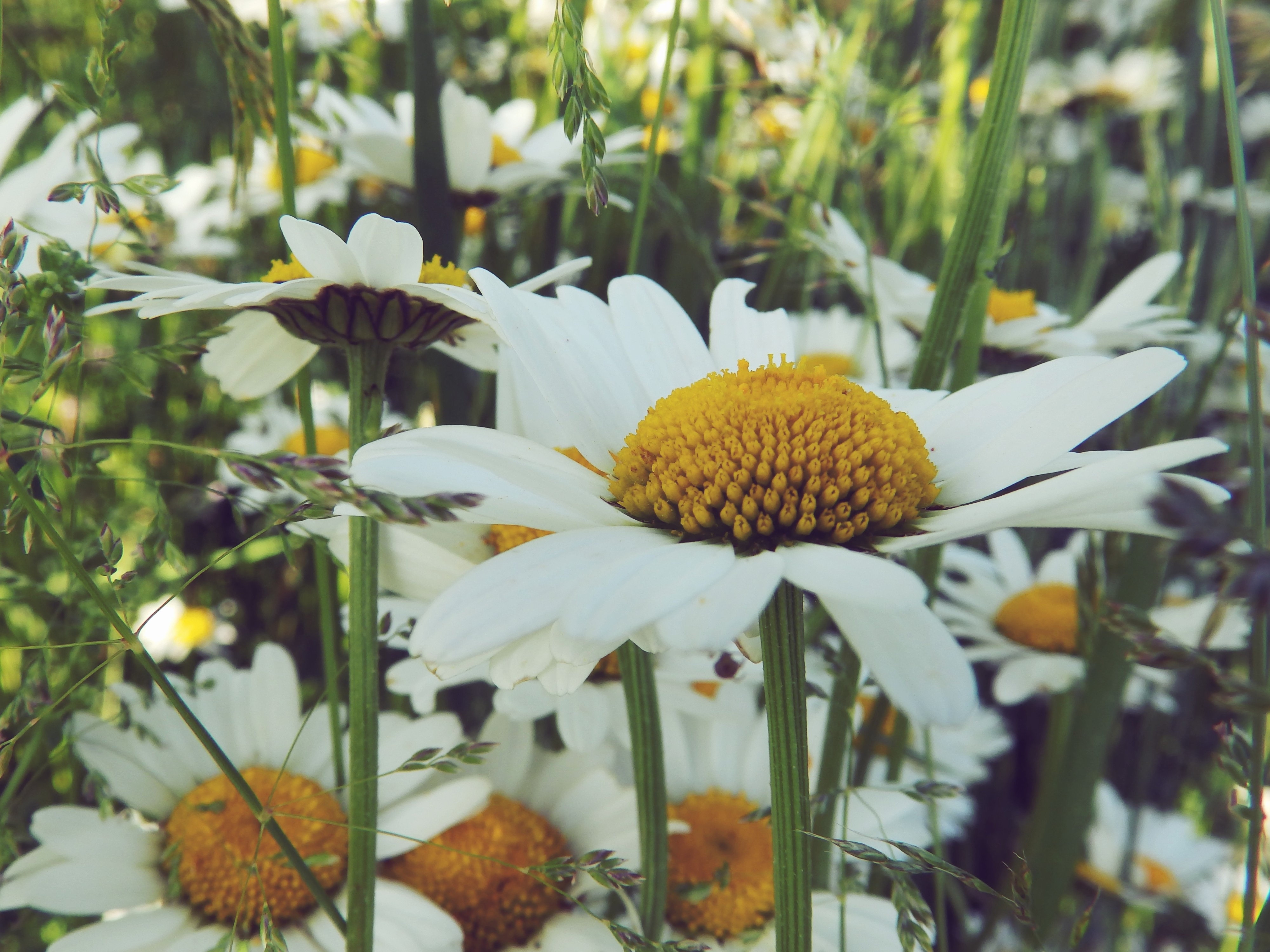 Free photo Wildflowers of daisies