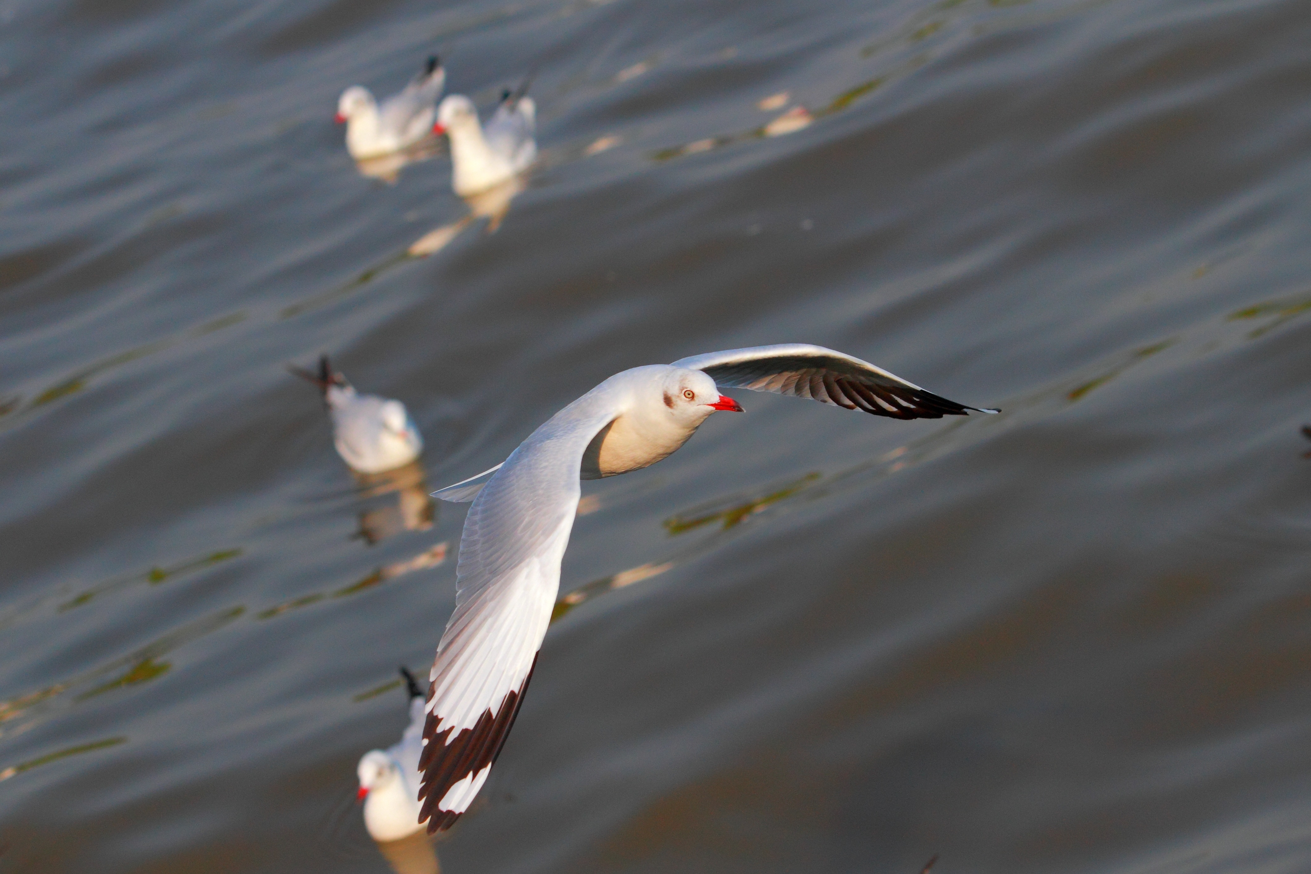 Wallpapers wallpaper seagulls fly wings on the desktop