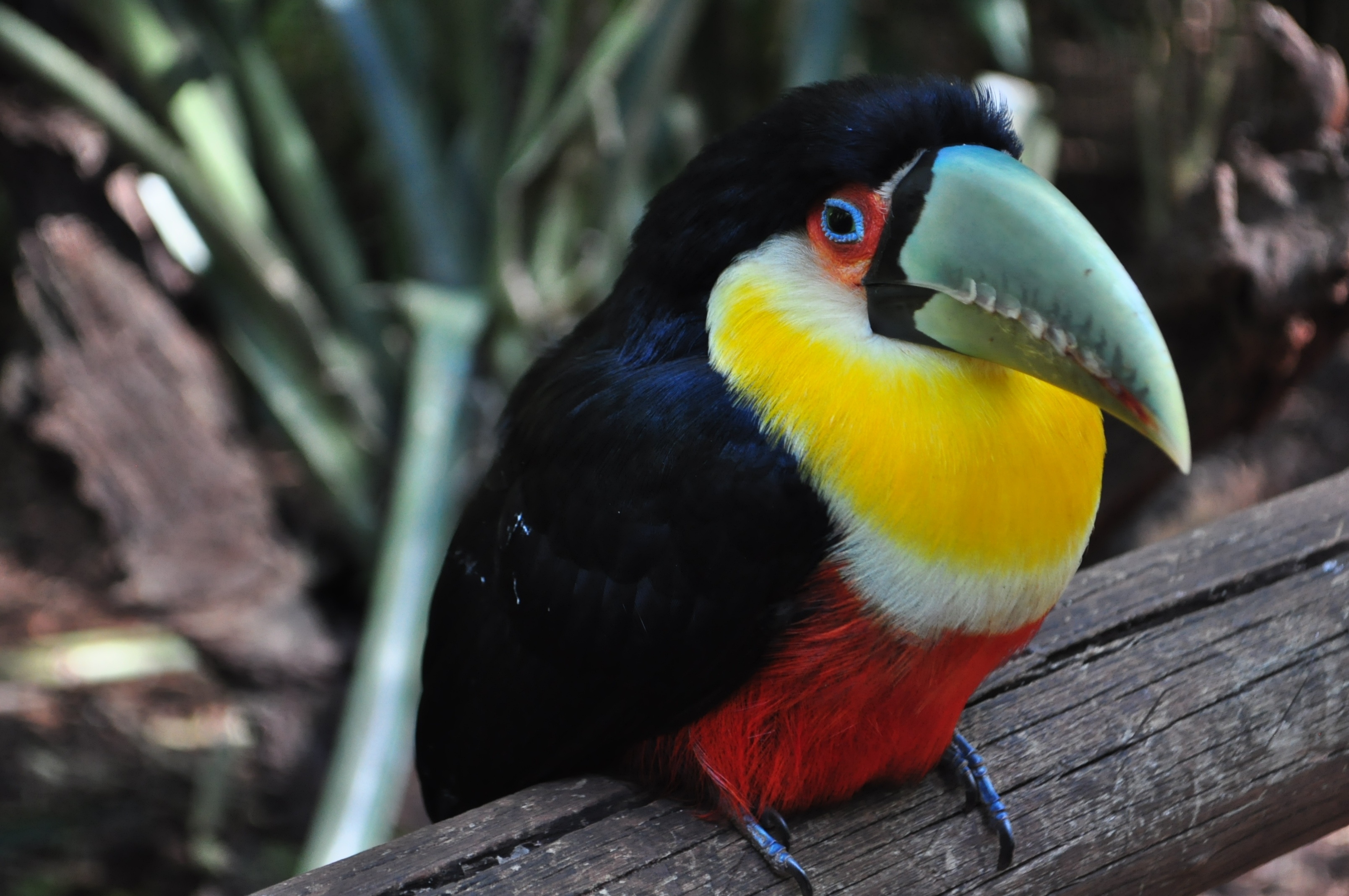 Wallpapers wallpaper toucan beak bird on the desktop