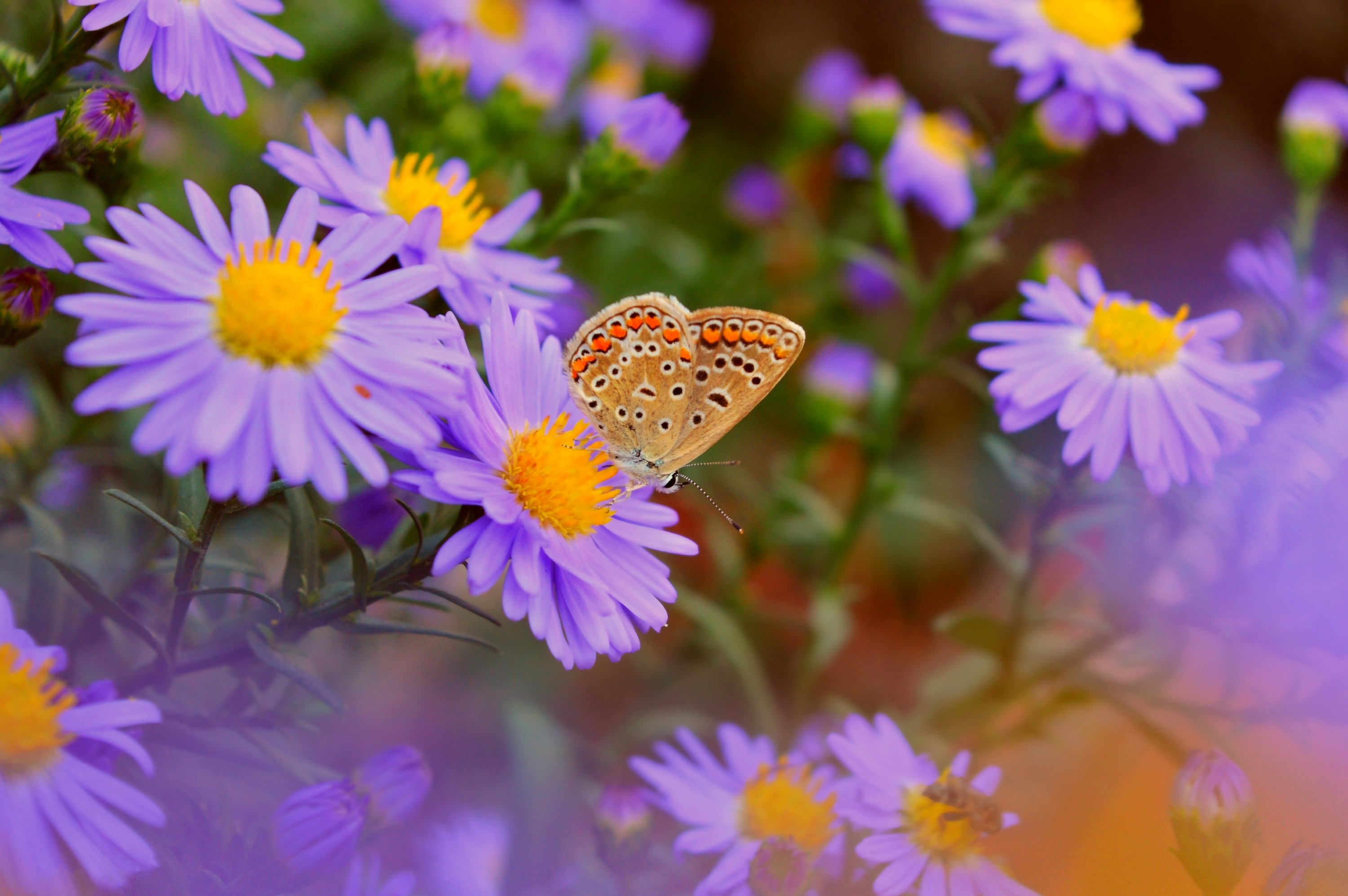 Free photo Flowers purple