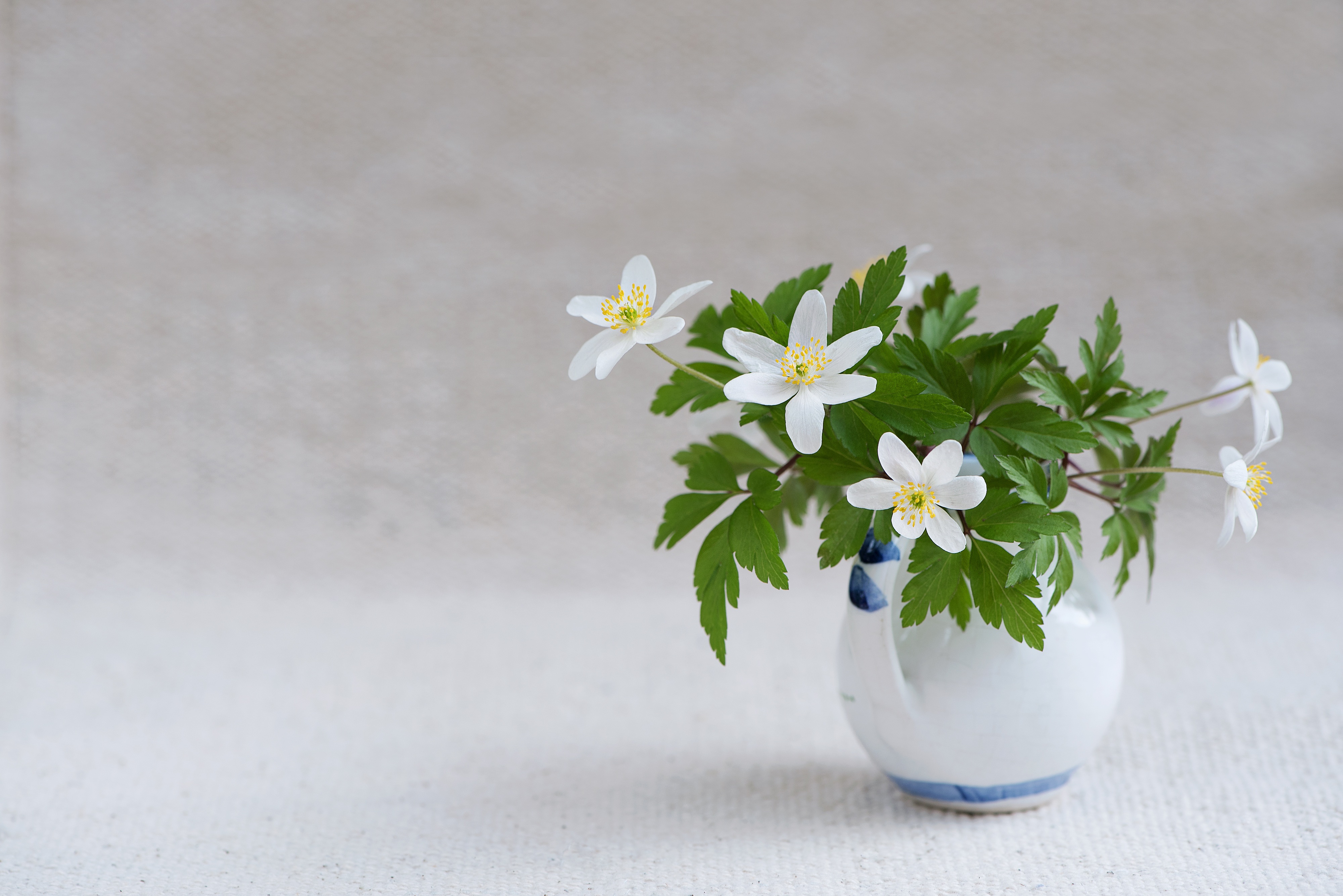 Wallpapers flowers flowerpot Jasmine on the desktop
