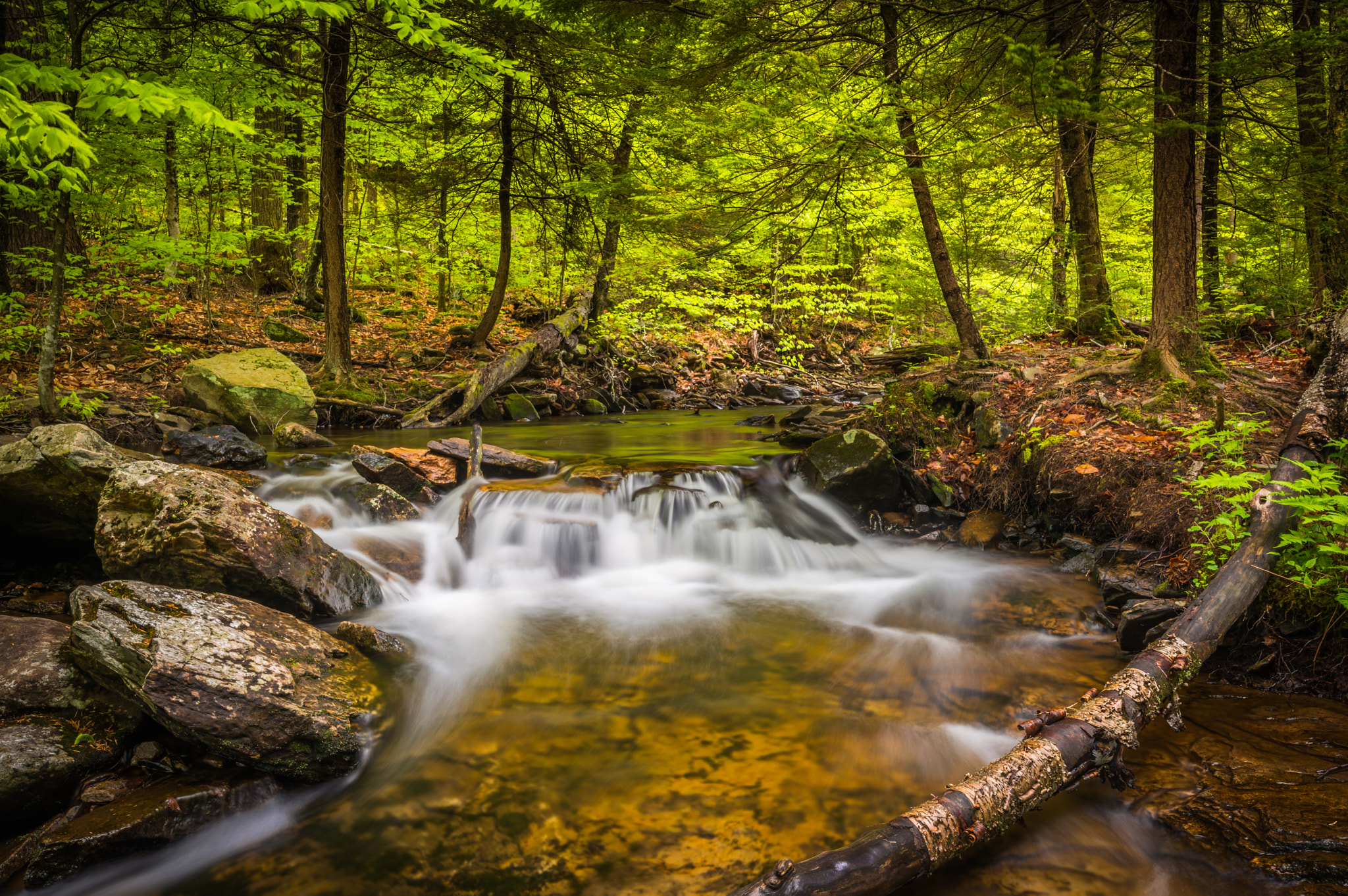 Free photo Ricketts Glen Park