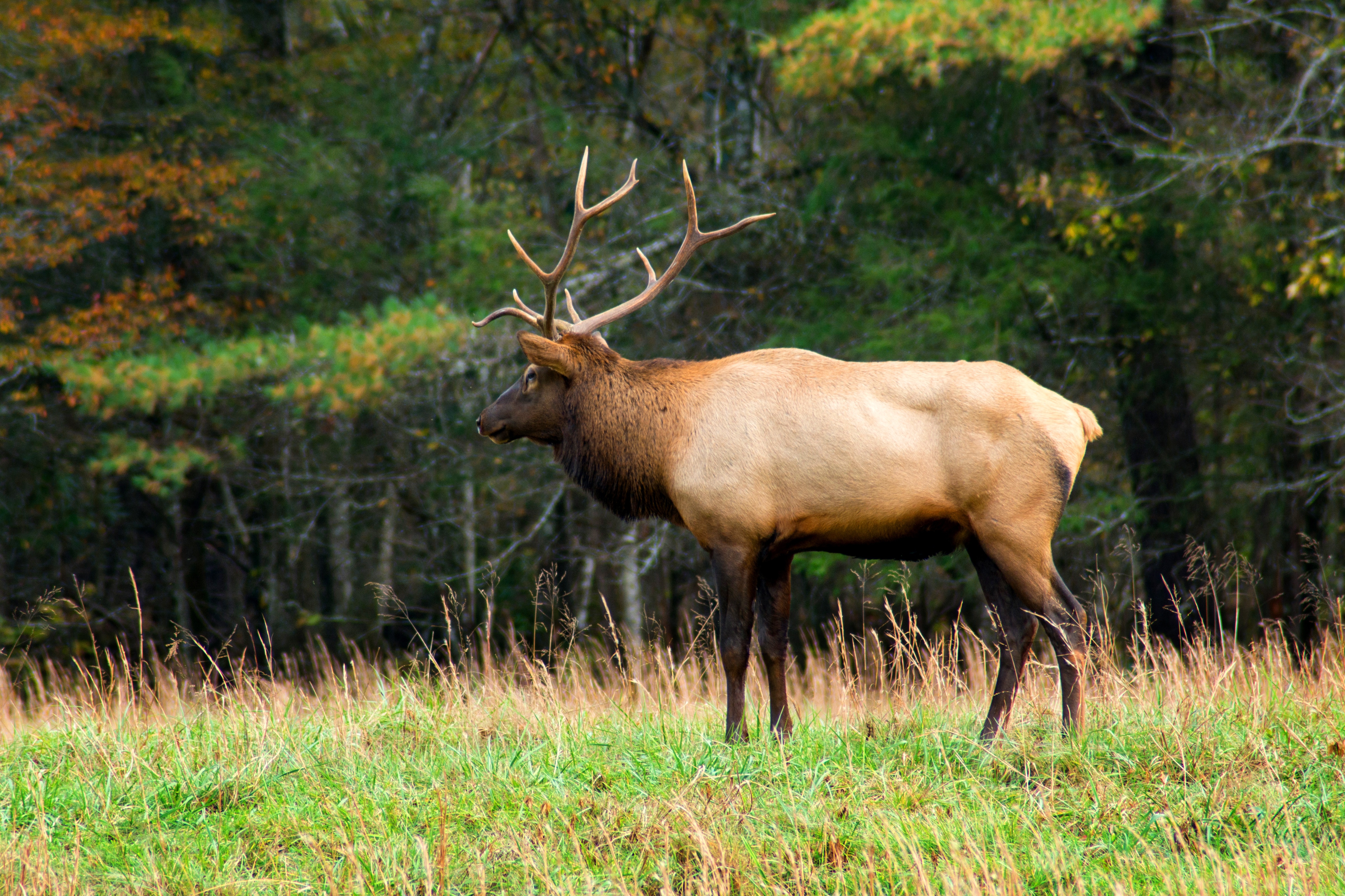 Free photo A horned deer came out of the woods