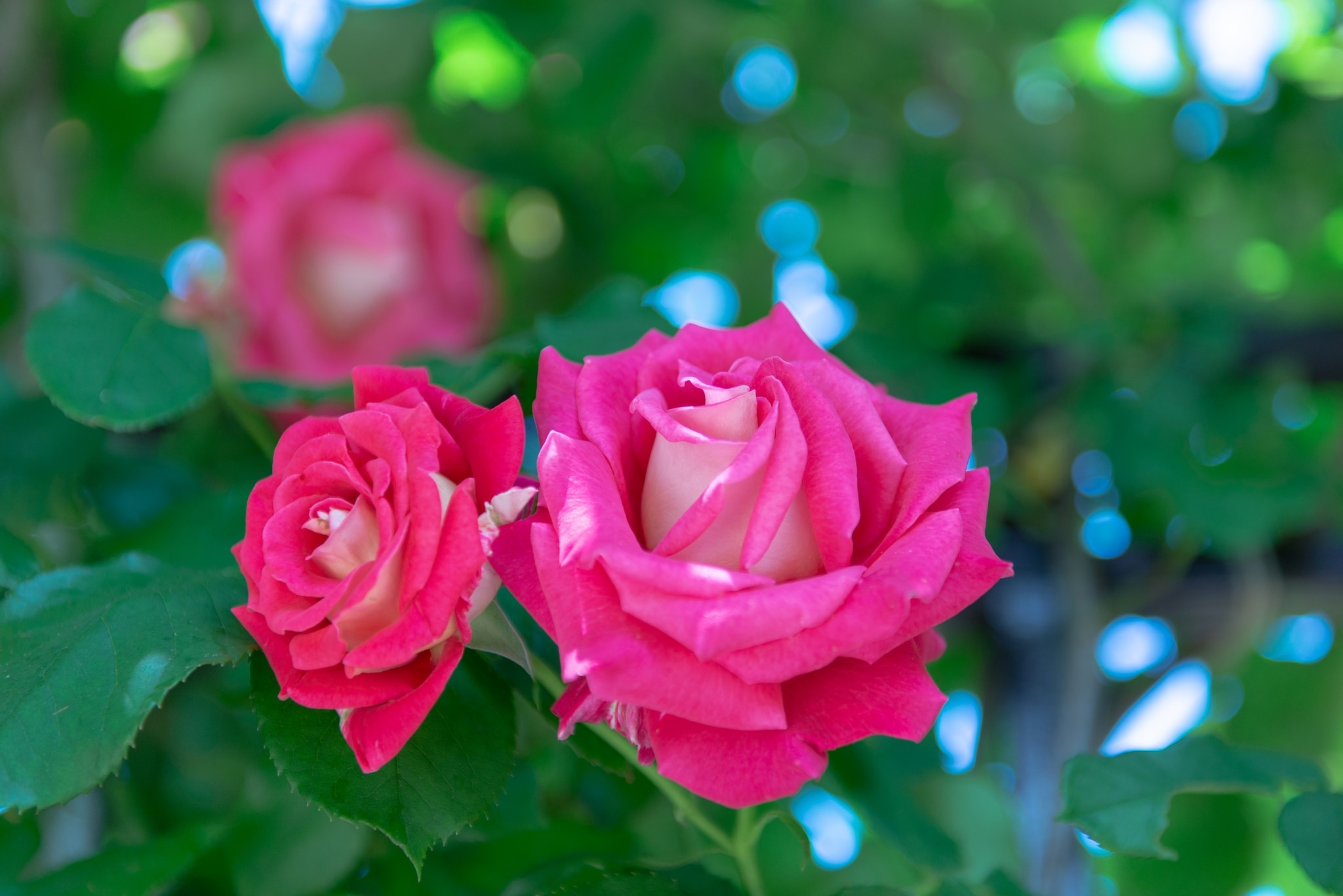 Wallpapers pink roses boke photos on the desktop