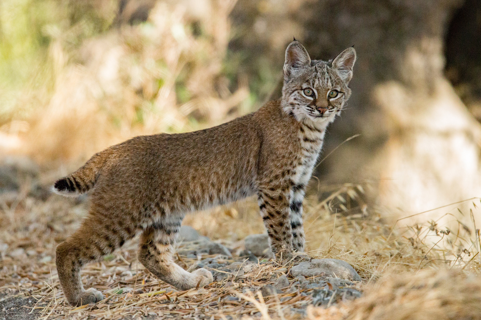 Free photo Lynx is a big cat