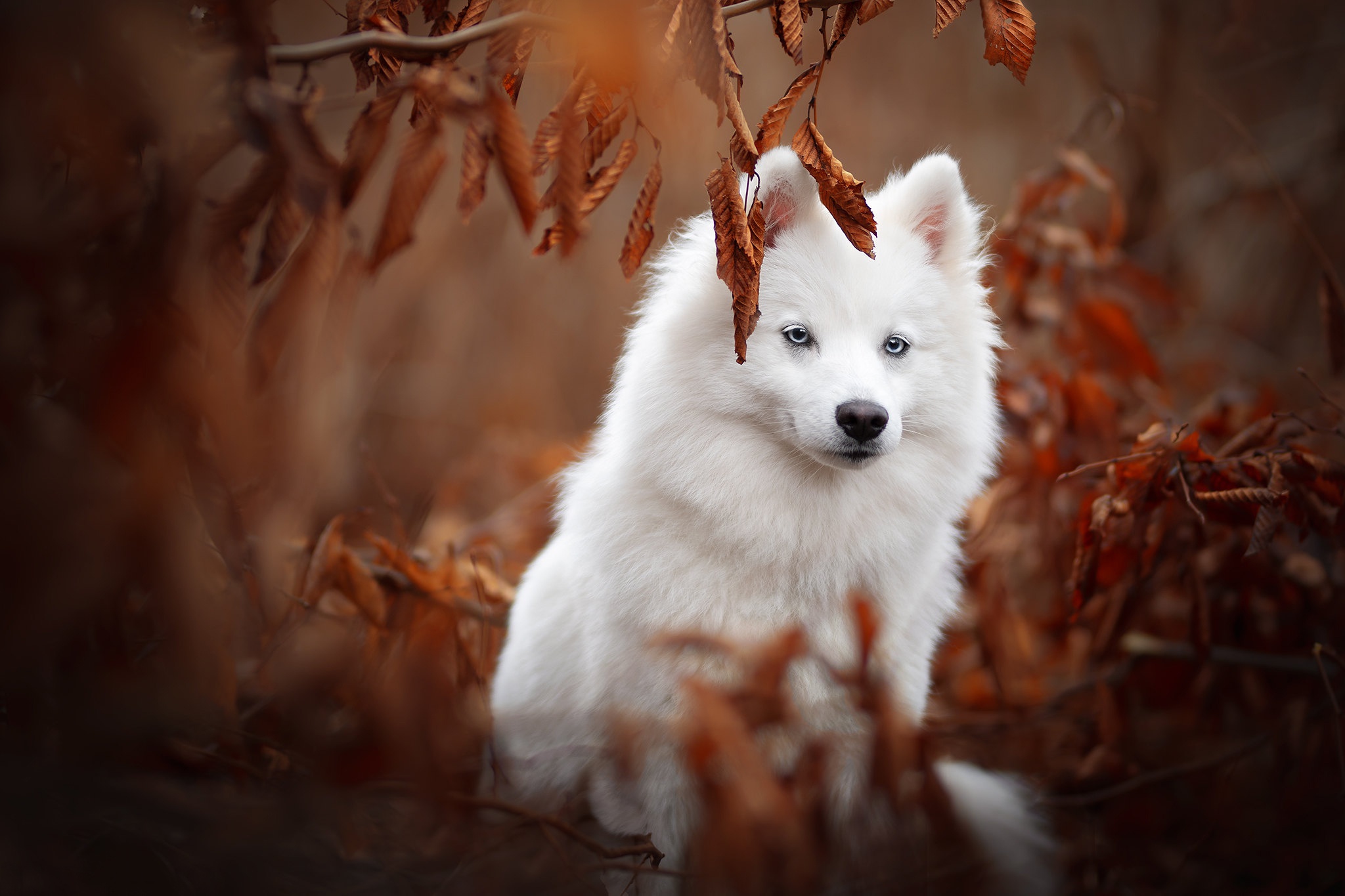 Free photo Autumn and Samoyed