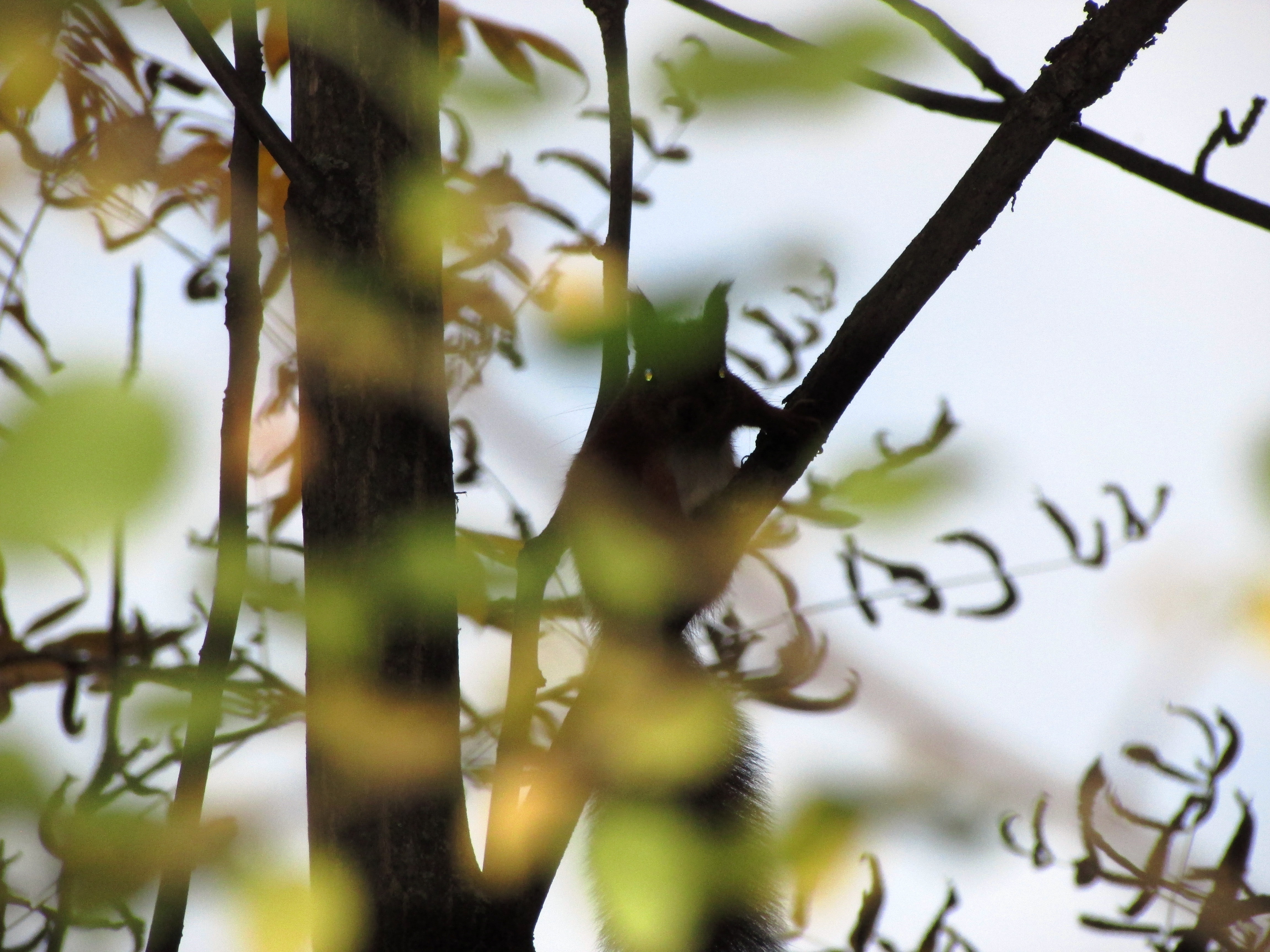 松鼠透过秋叶看着我们