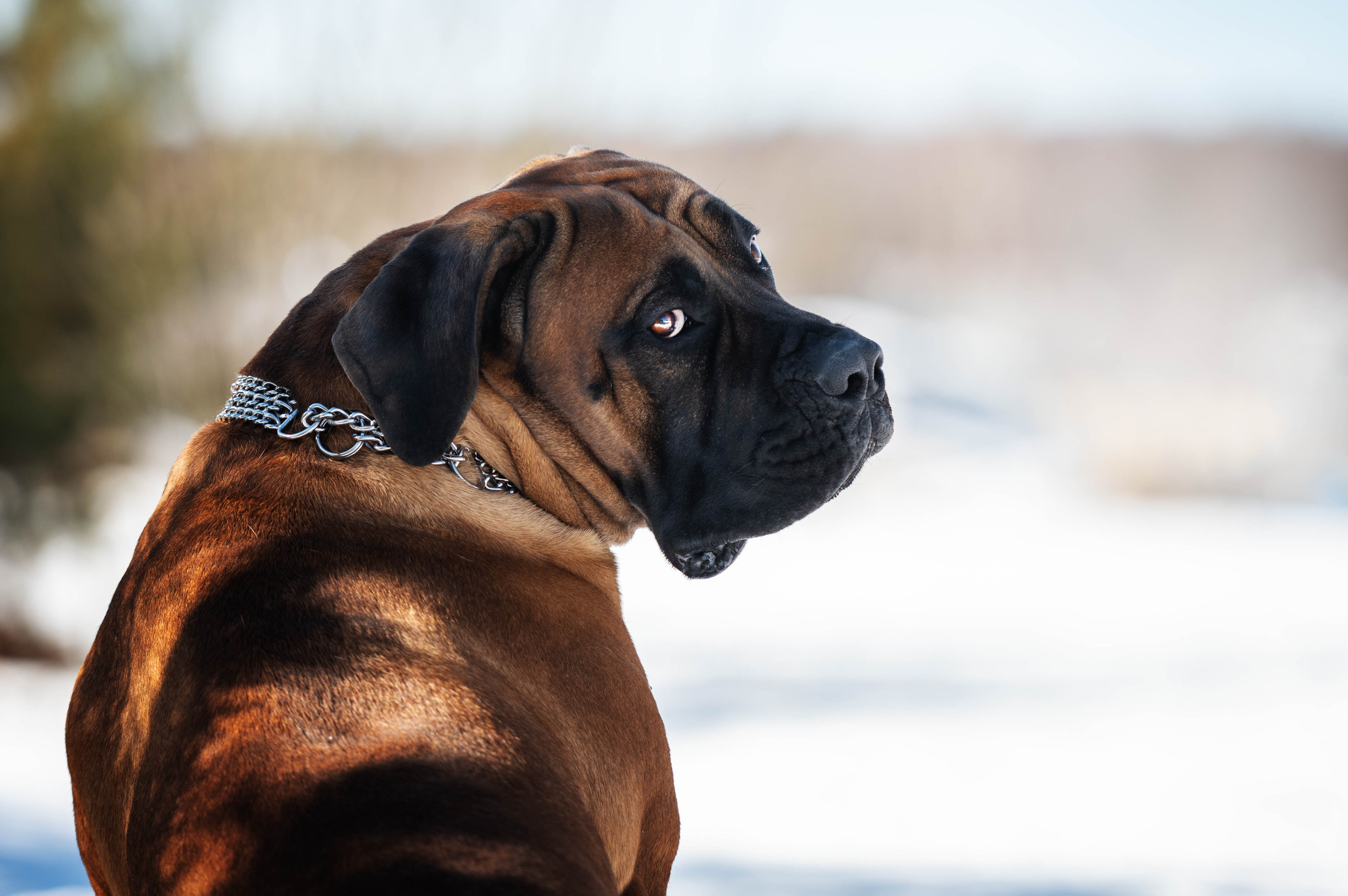 Wallpapers dogs boerboel looking back on the desktop