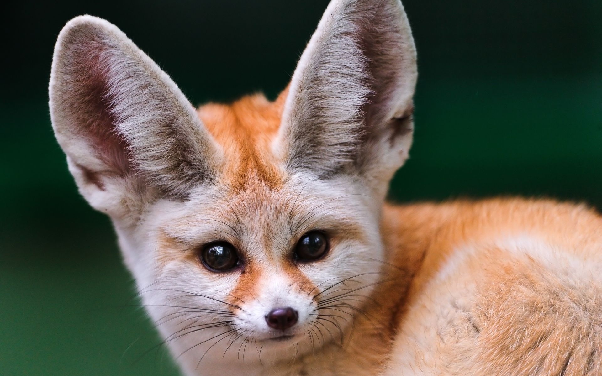 Wallpapers Fennec limesa ears on the desktop