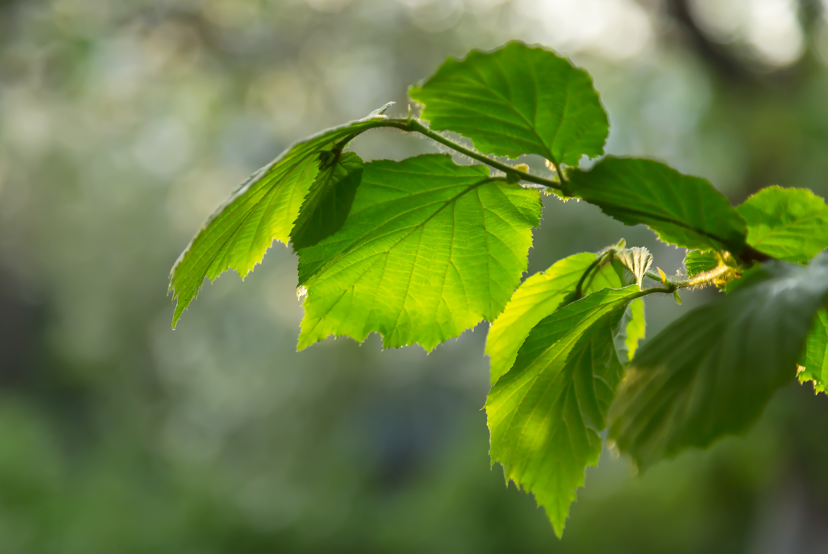 Hazel branch with leaves