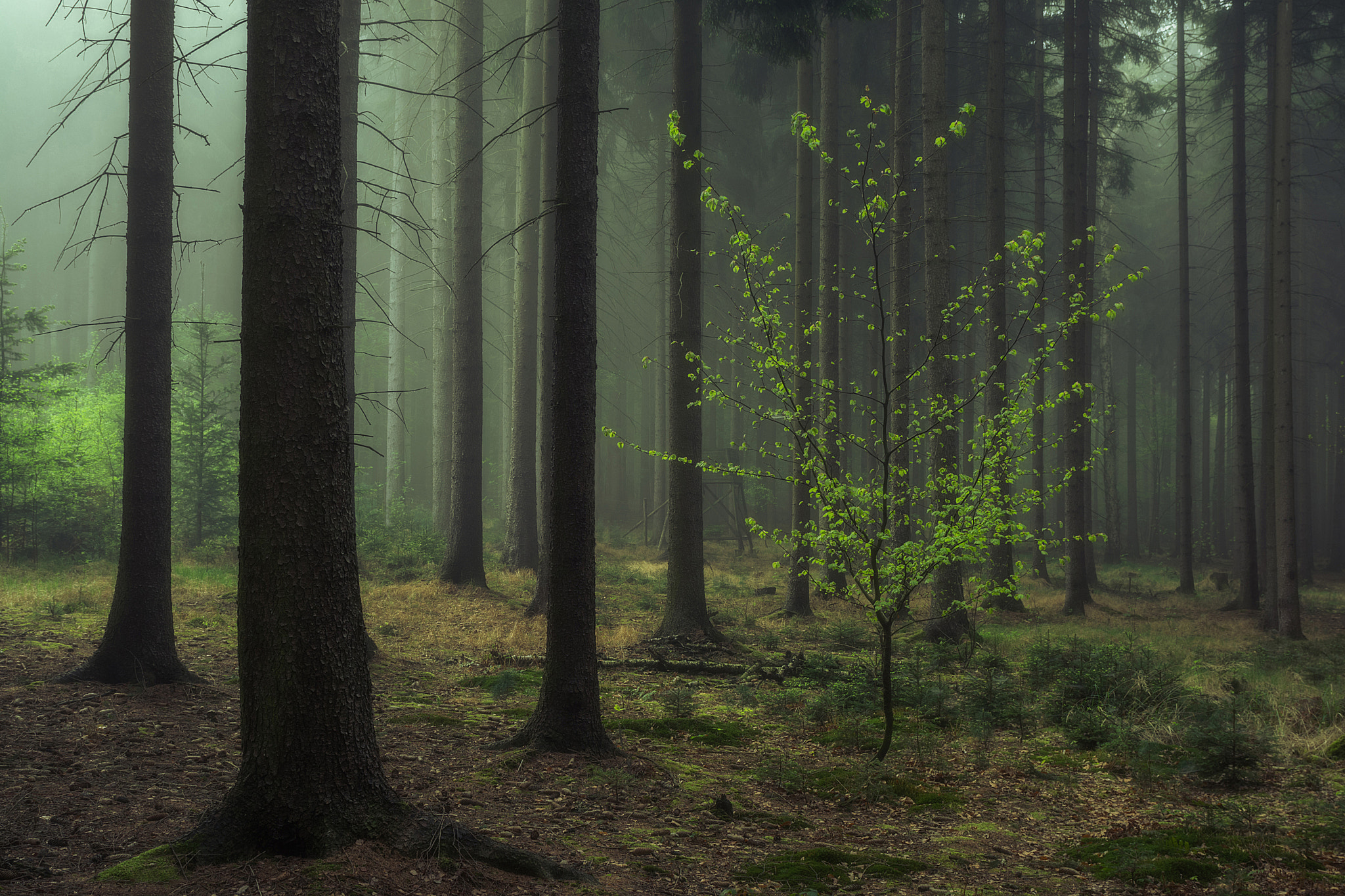 Wallpapers fog in the forest fog gloomy forest on the desktop