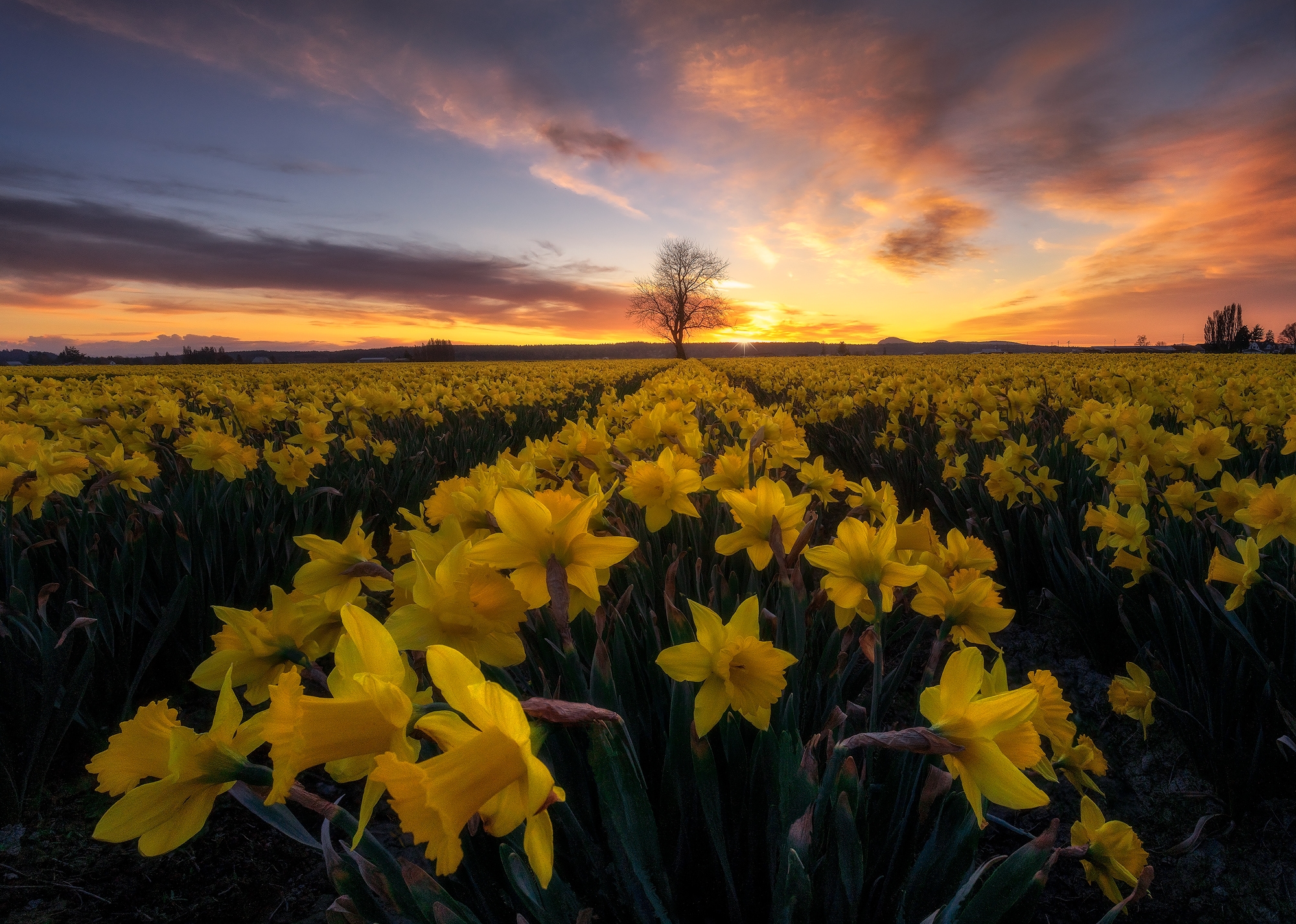 Field of daffodils at sunset
