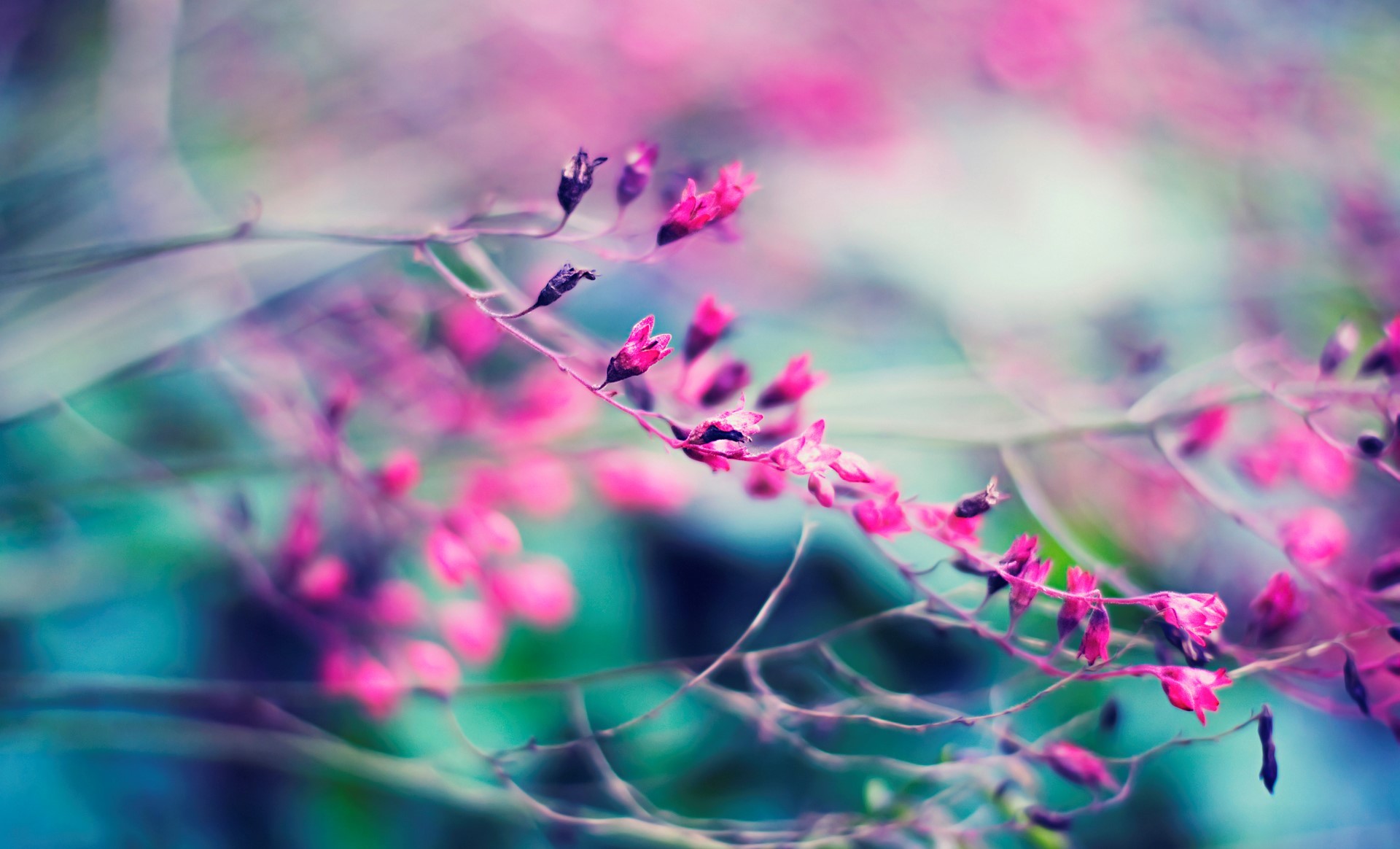 Wallpapers sunlight depth of field nature on the desktop