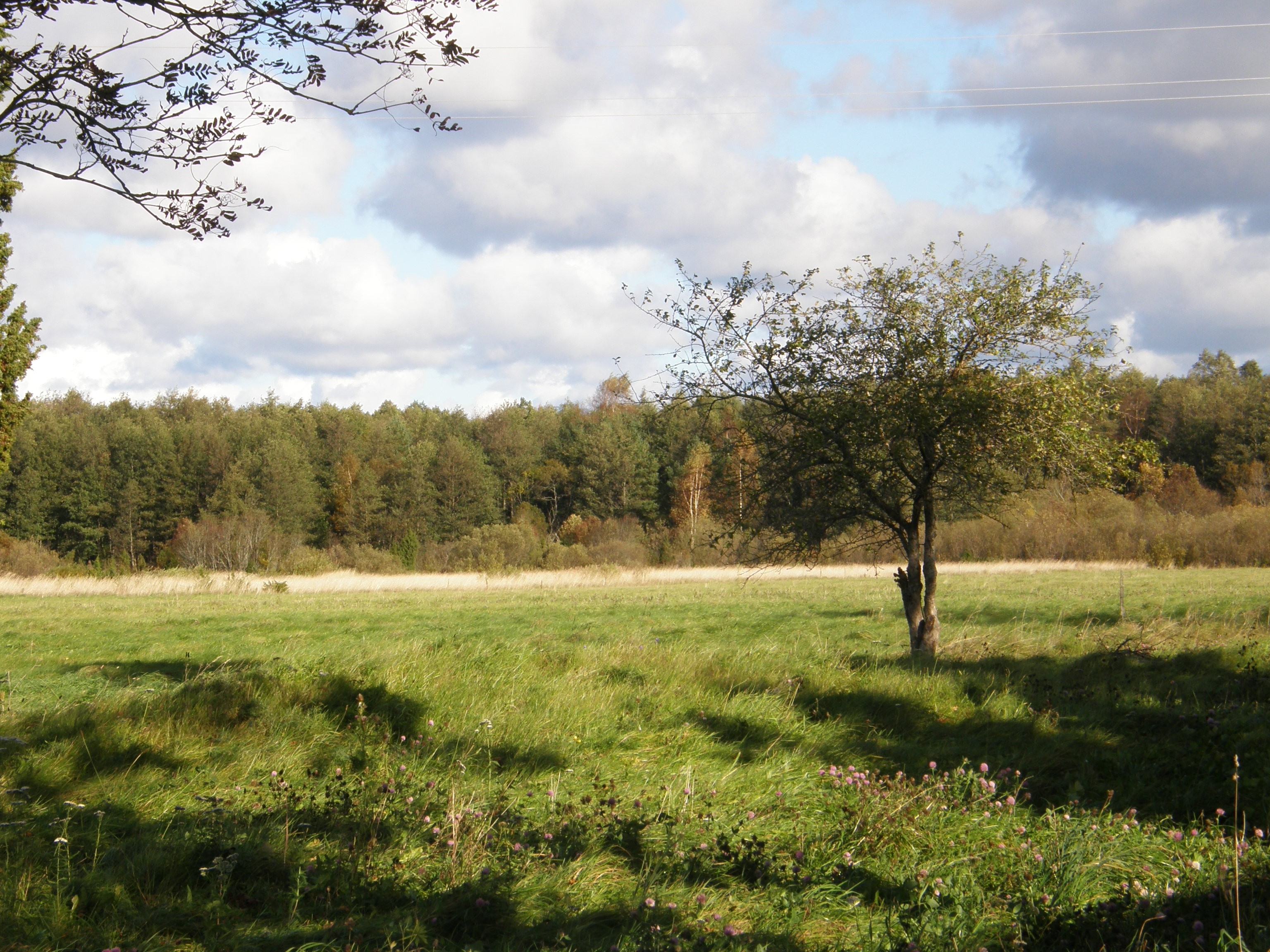 Обои деревья пейзаж лес на рабочий стол