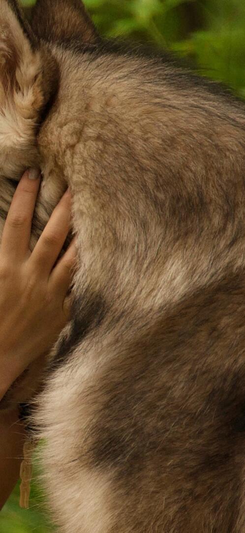 Обои брюнетки женщина индийский на рабочий стол