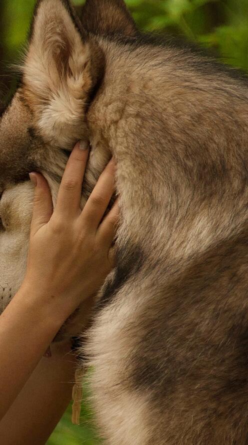 Обои брюнетки женщина индийский на рабочий стол