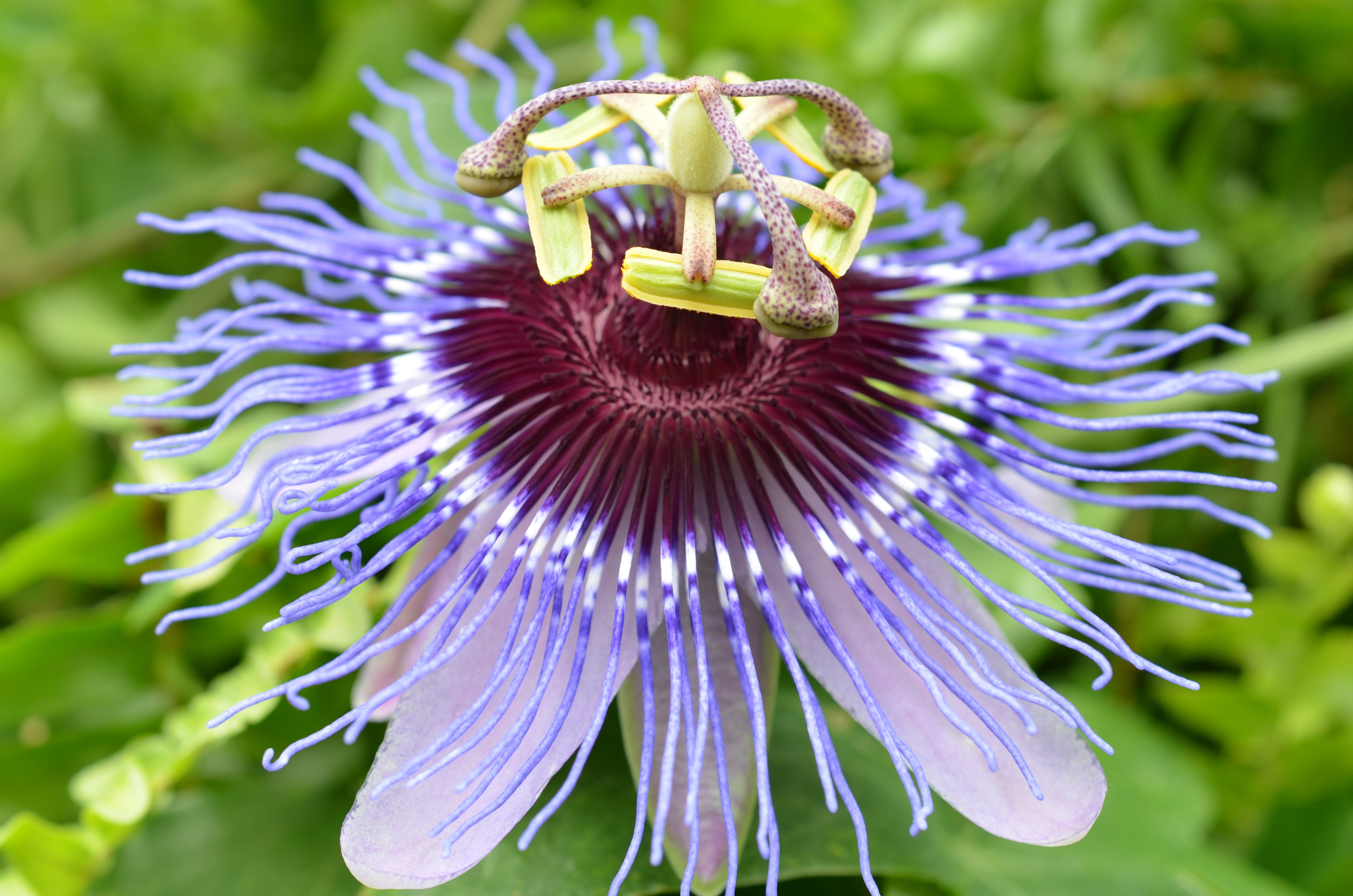 Free photo An unusual flower with purple petals