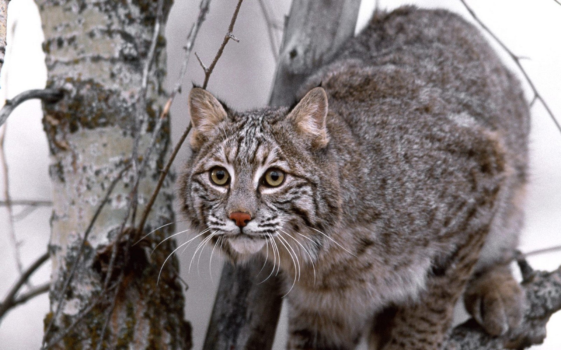 The Mexican Lynx