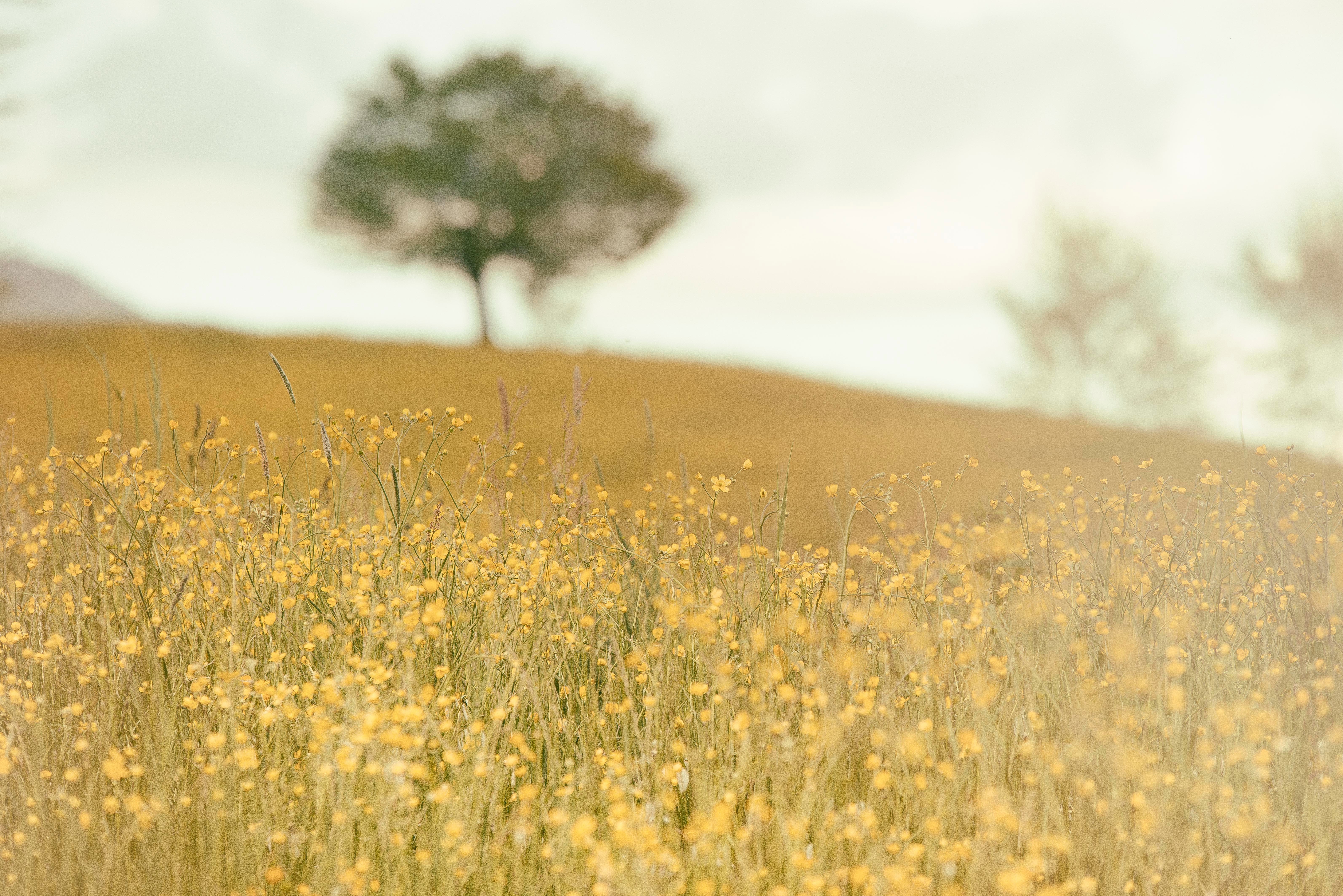 Wallpapers pasture wheat hill on the desktop