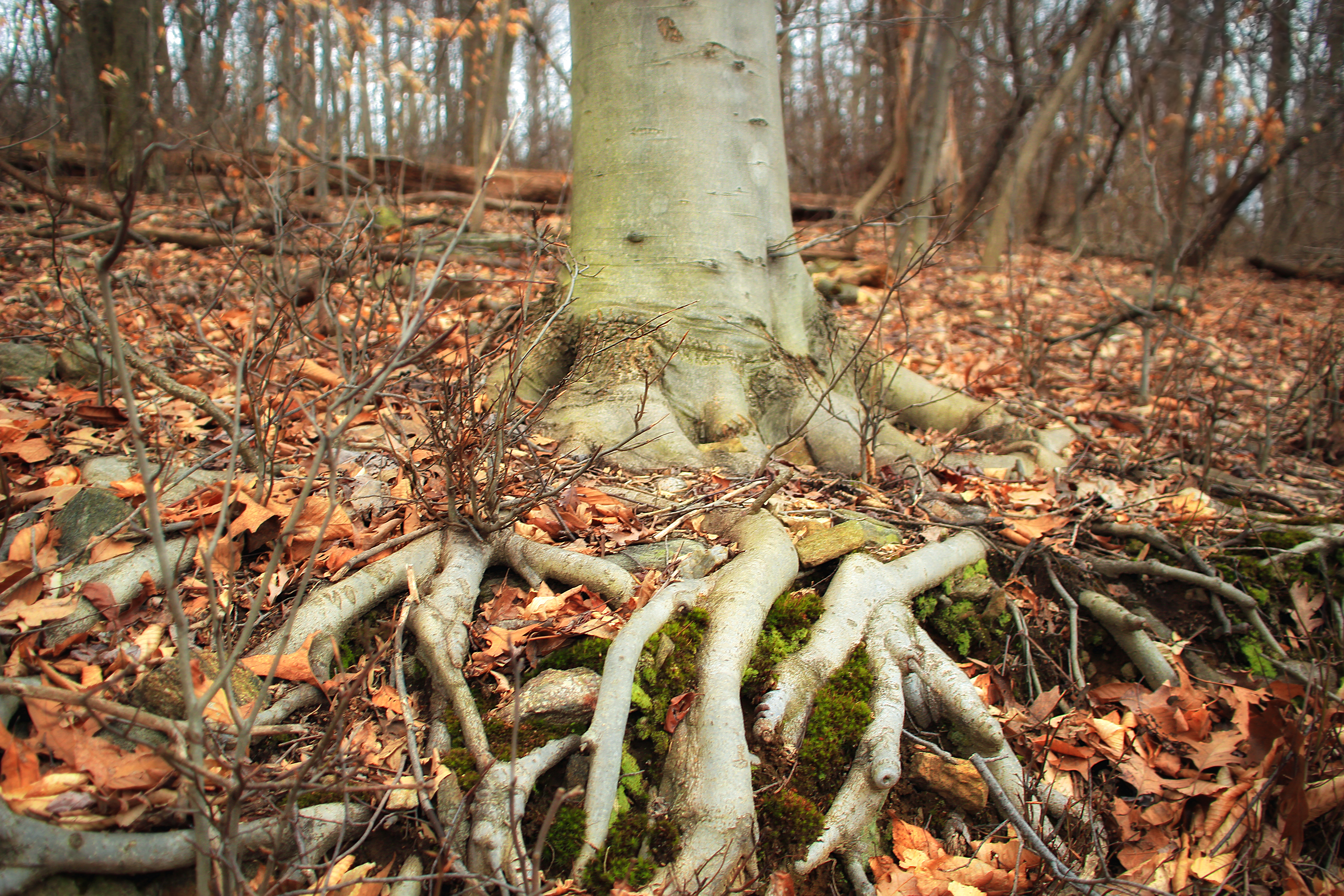 Free photo Tree roots covered with dried leaves.