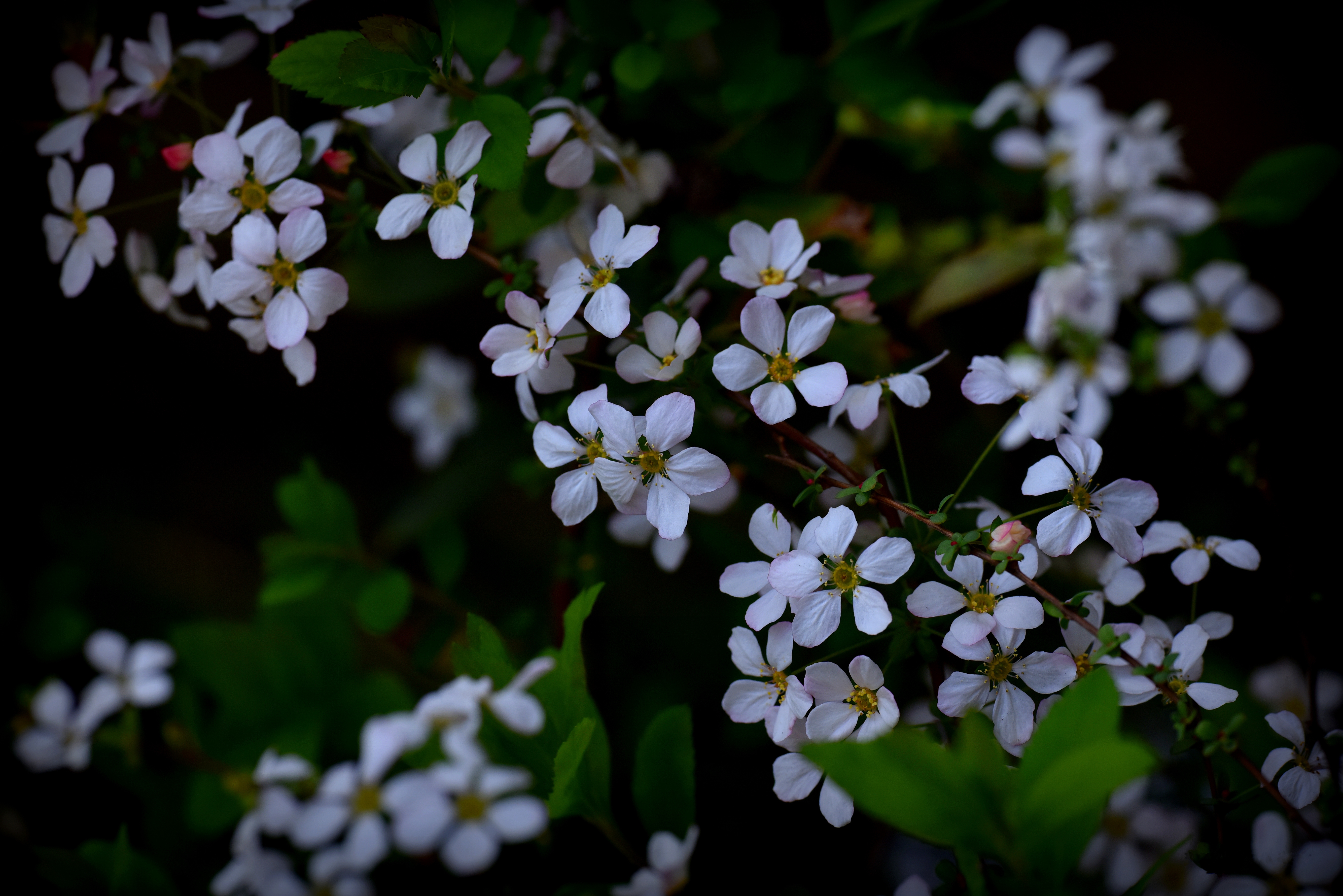 Wallpapers spring flowering flowering tree on the desktop