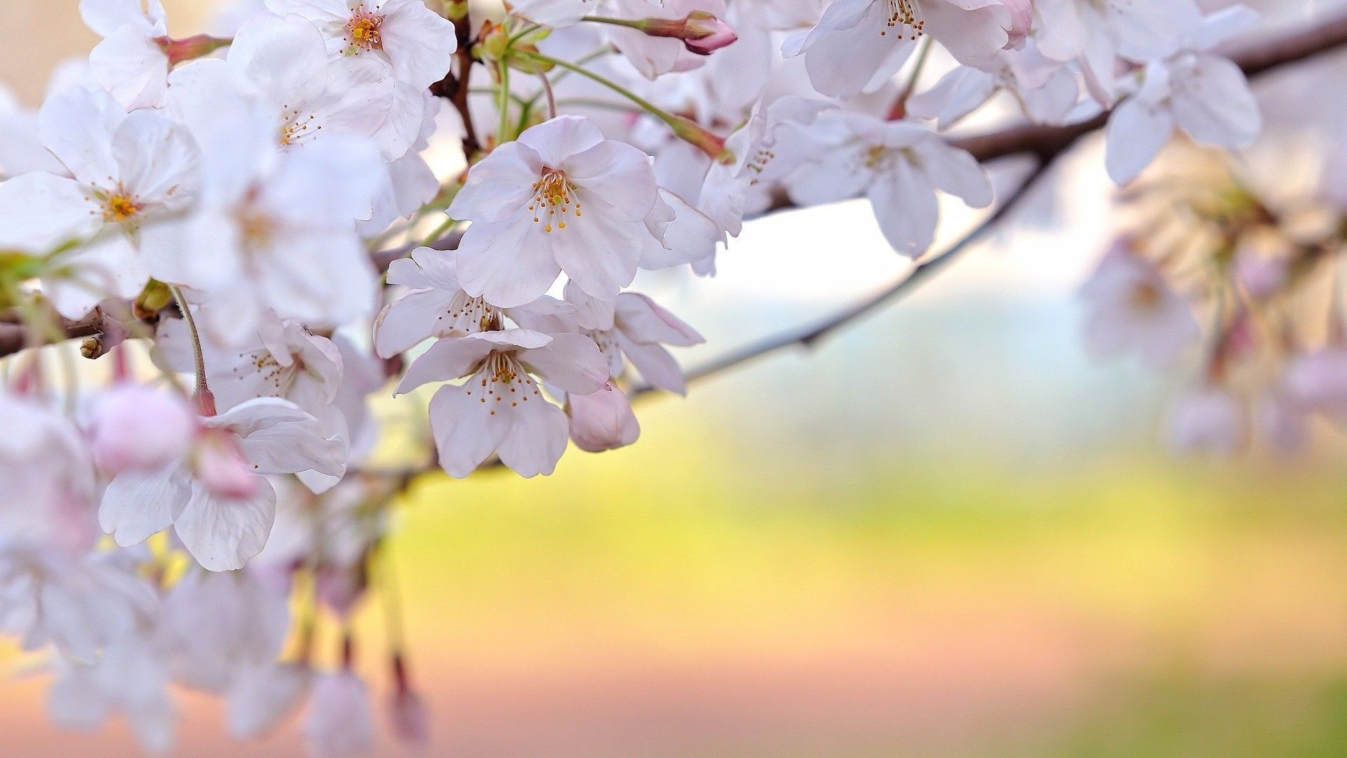 Wallpapers white flowers branches bloossom on the desktop