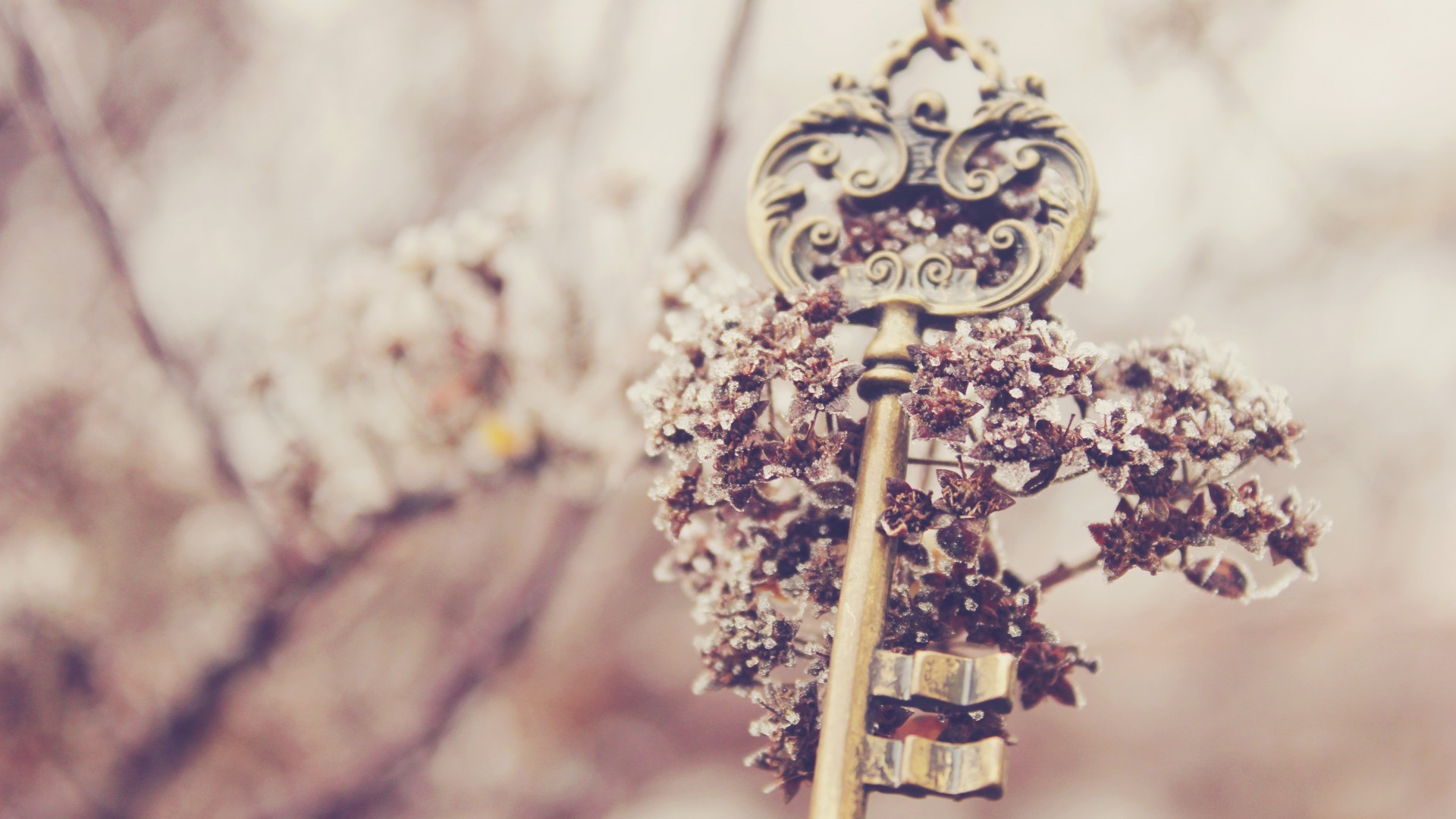 Обои зима макросъемка ветвь на рабочий стол