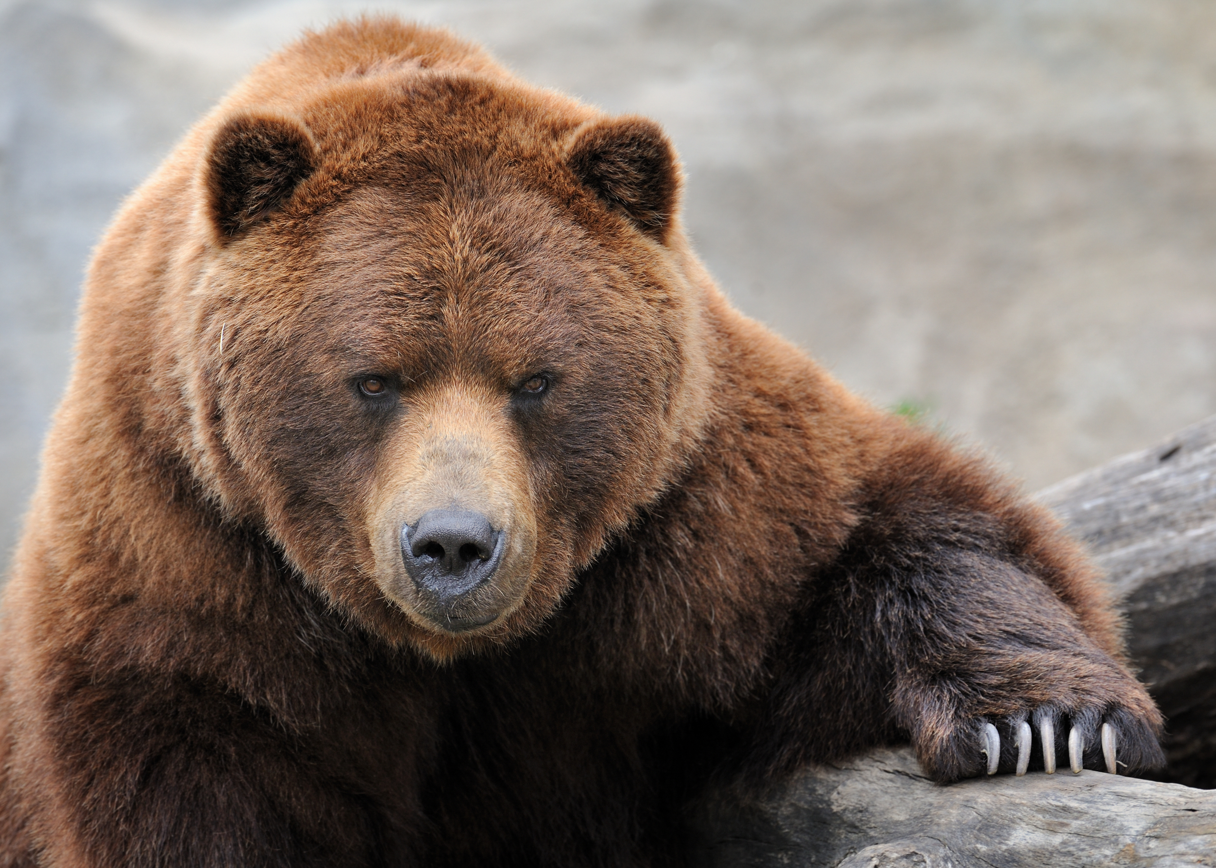 Free photo A bear and its claws