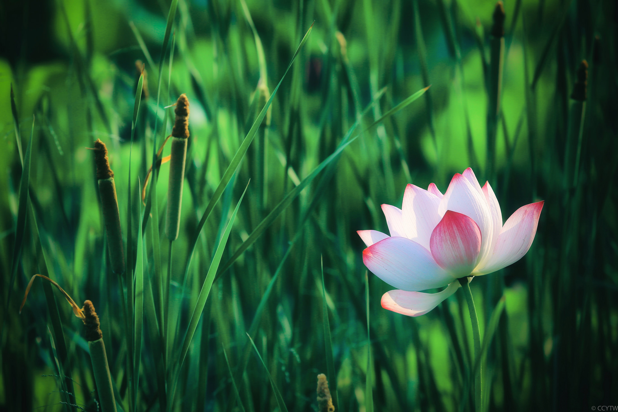 Wallpapers water beauty flowers flora on the desktop