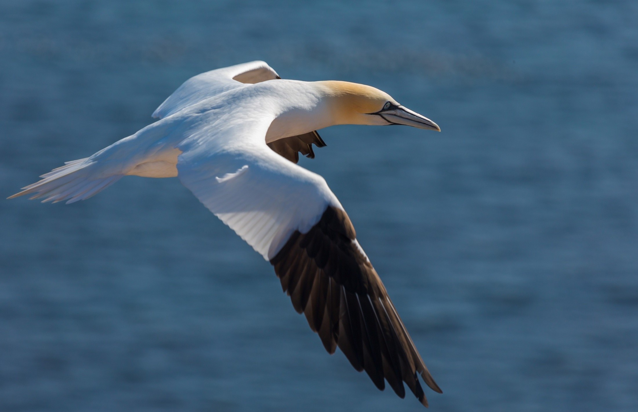 Обои природа клюв птица на рабочий стол