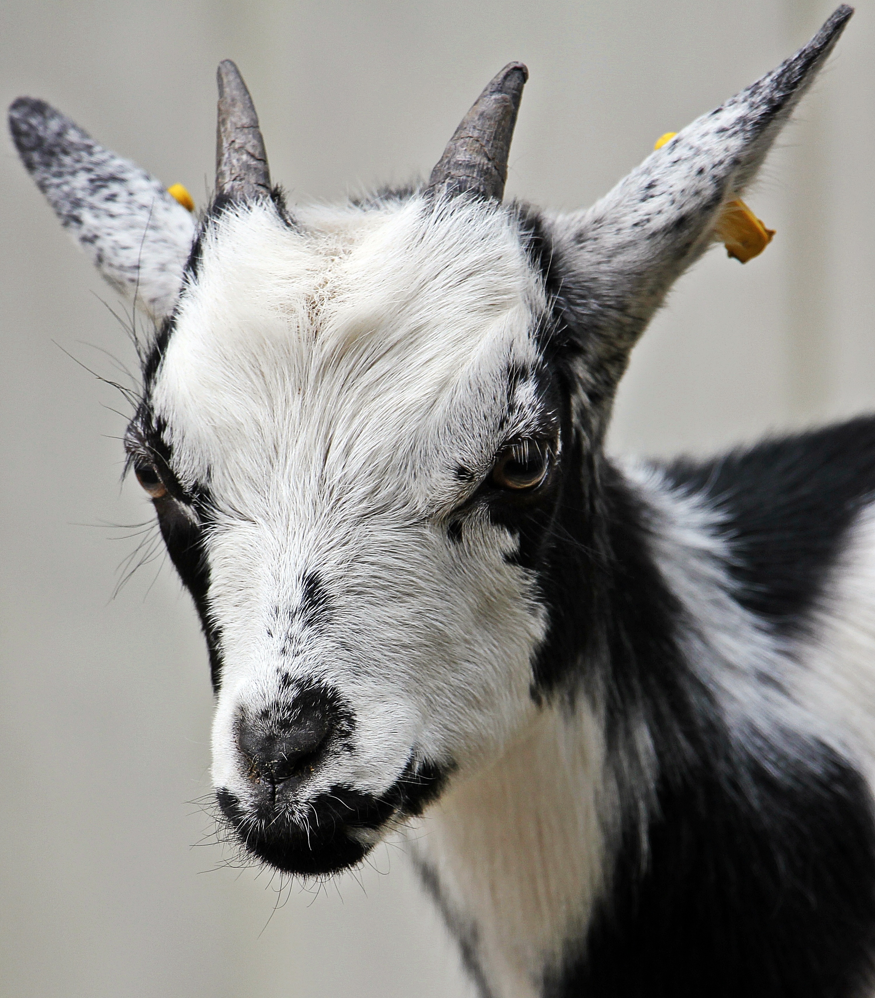 Free photo A domestic goat