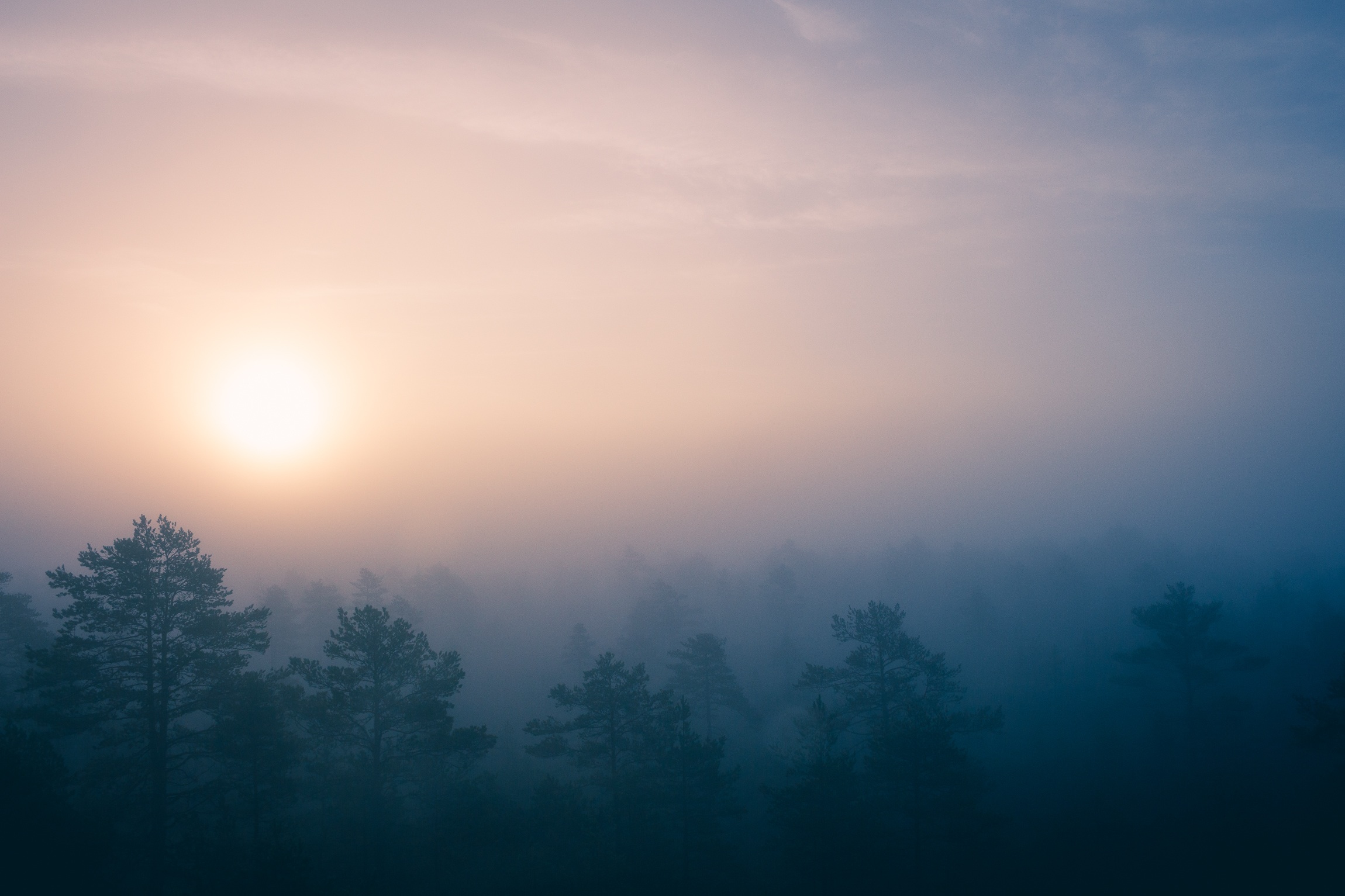 Free photo The fog shrouded the forest