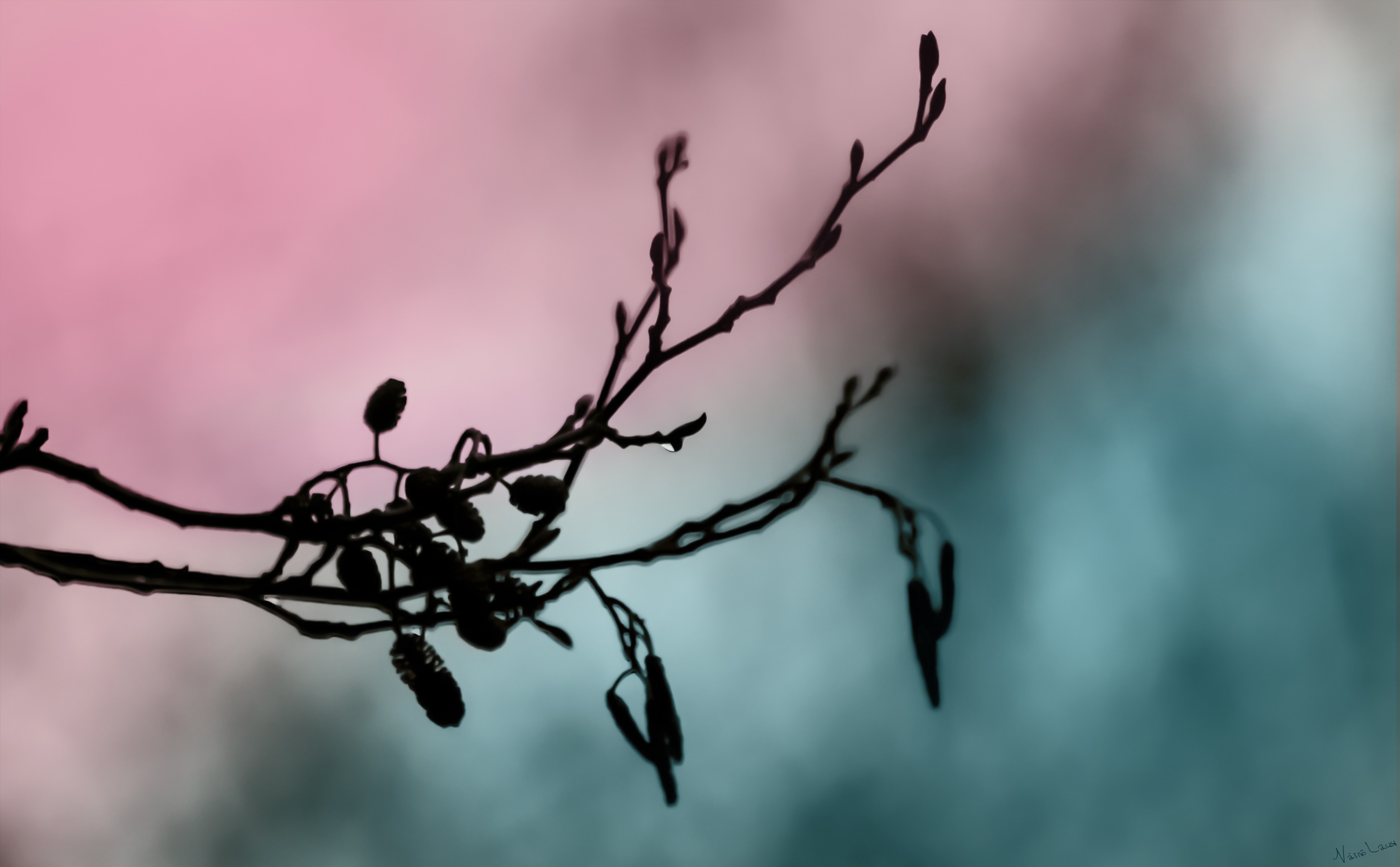 桌面上的壁纸树木 景观 自然