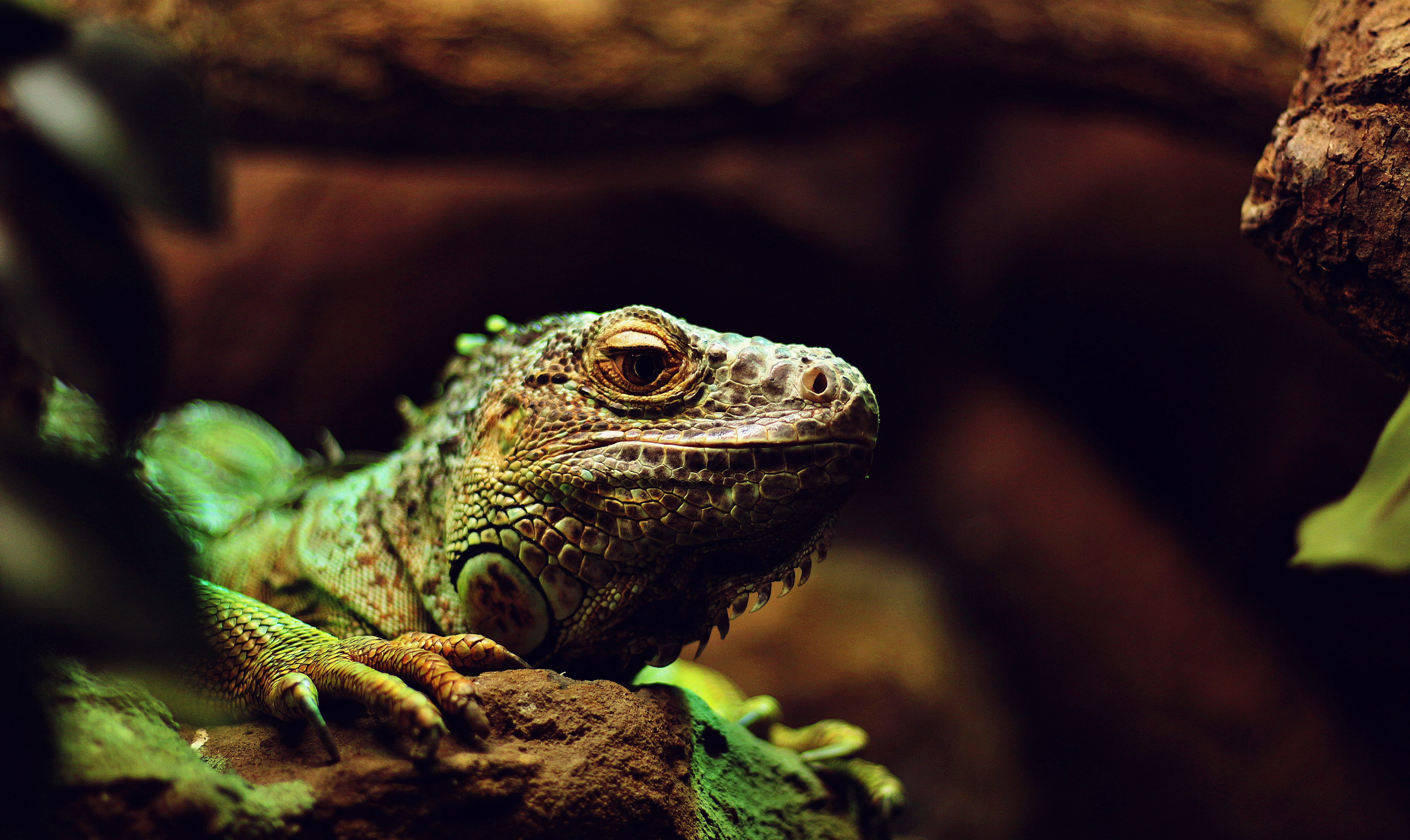 Free photo An iguana spotted the photographer