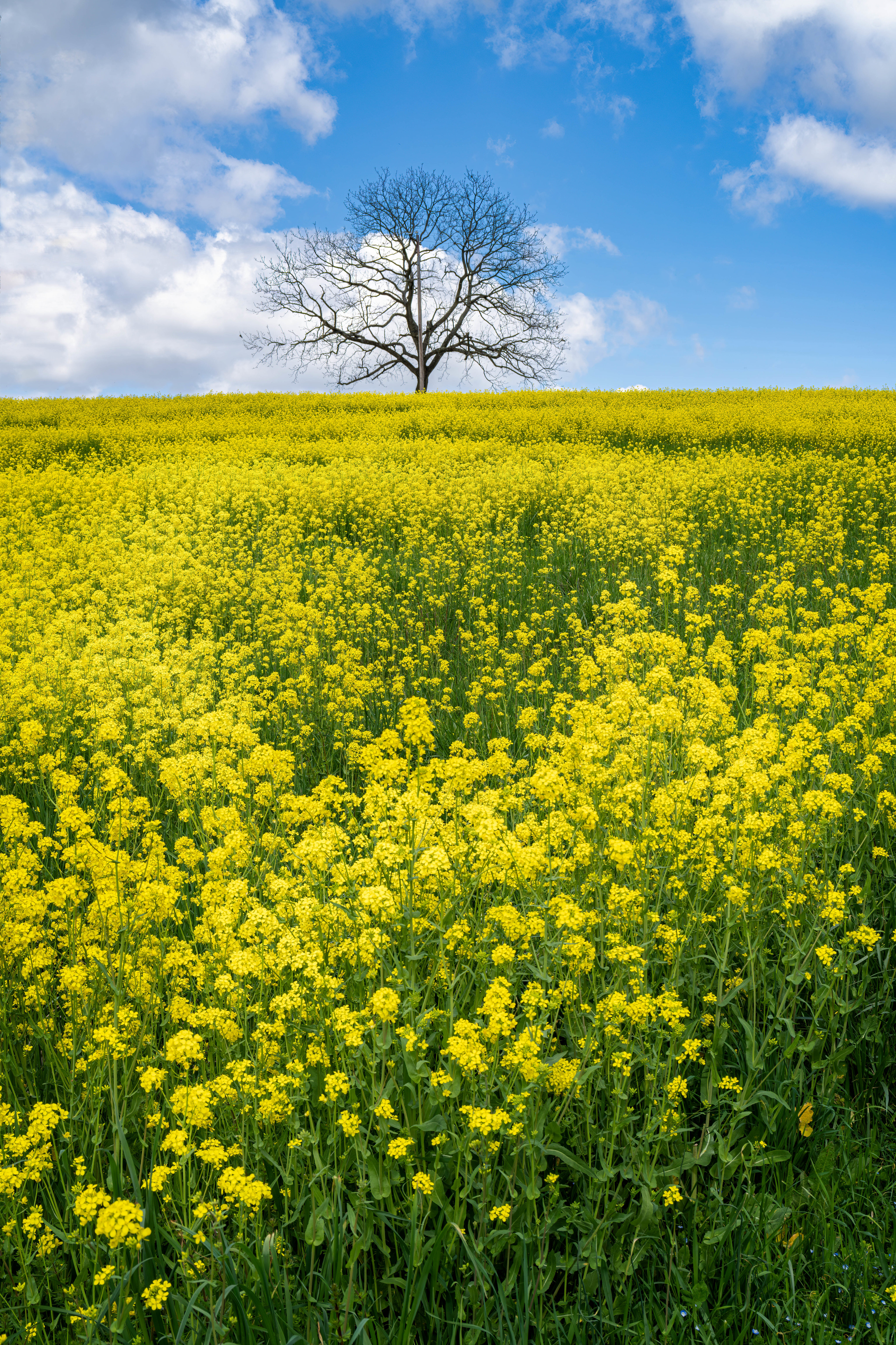 免费照片一大片黄花中的一棵孤树