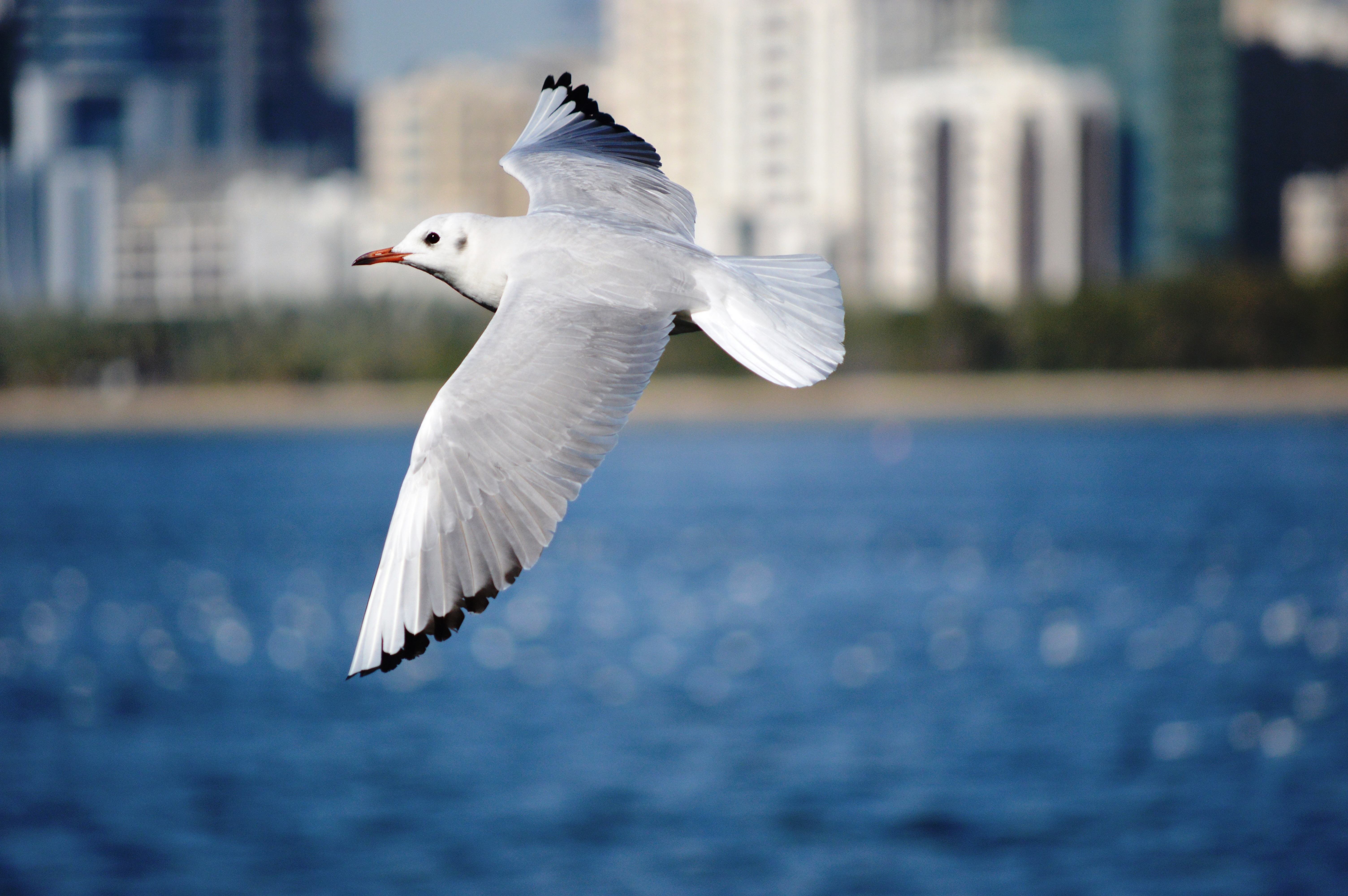 Free photo A seagull soars over the water