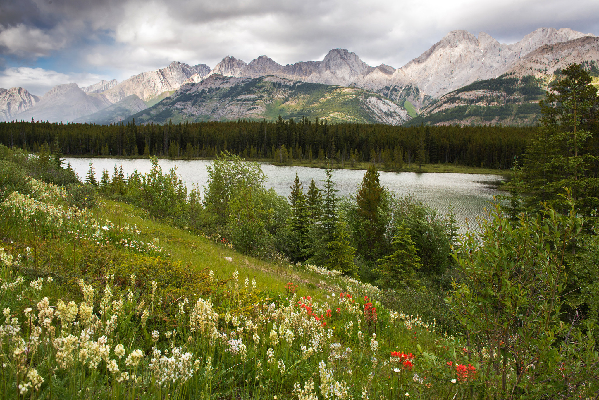 Wallpapers Wildflowers at Peter Lougheed Provincial Park Kananaskis AB on the desktop