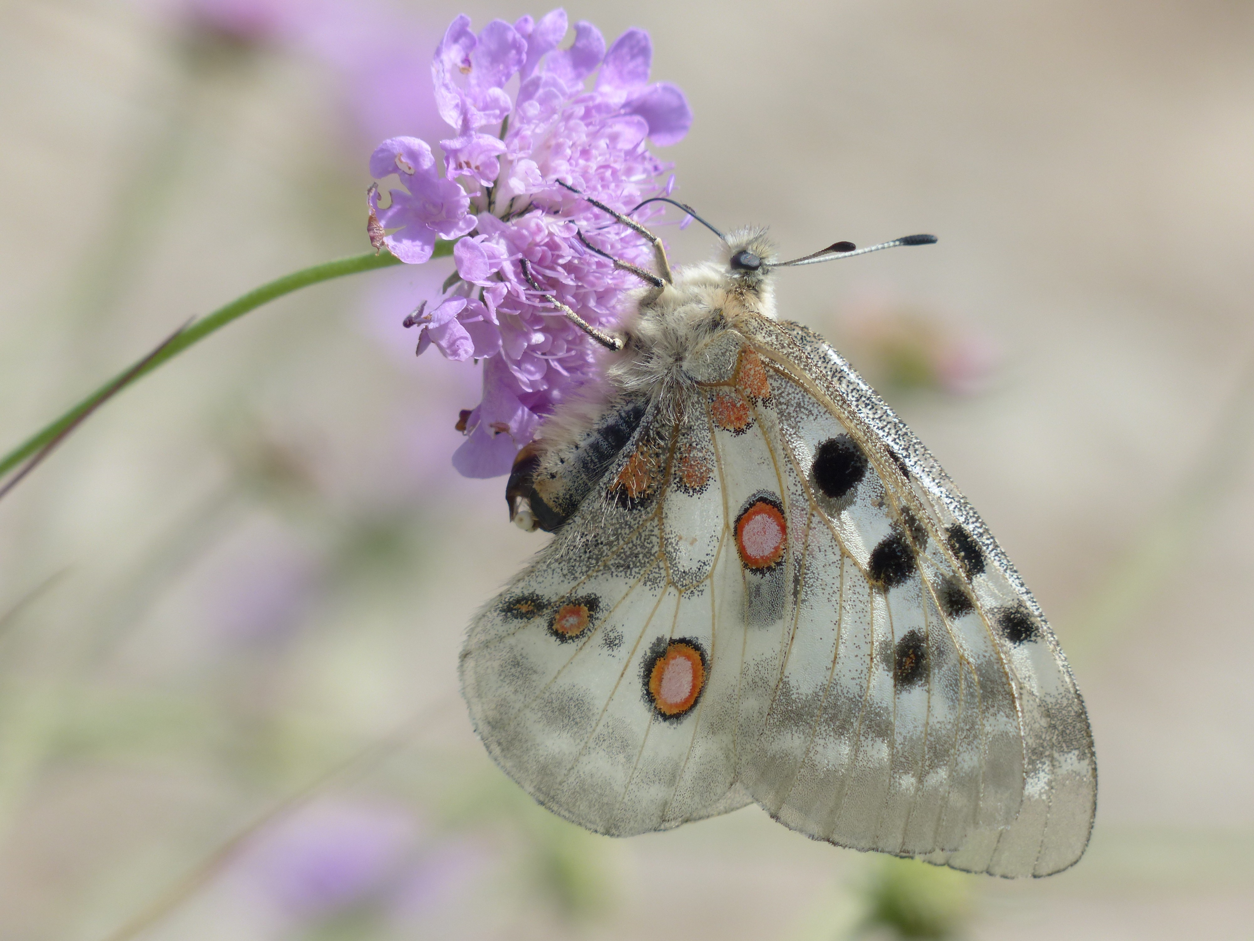 Free photo A white butterfly on a flower