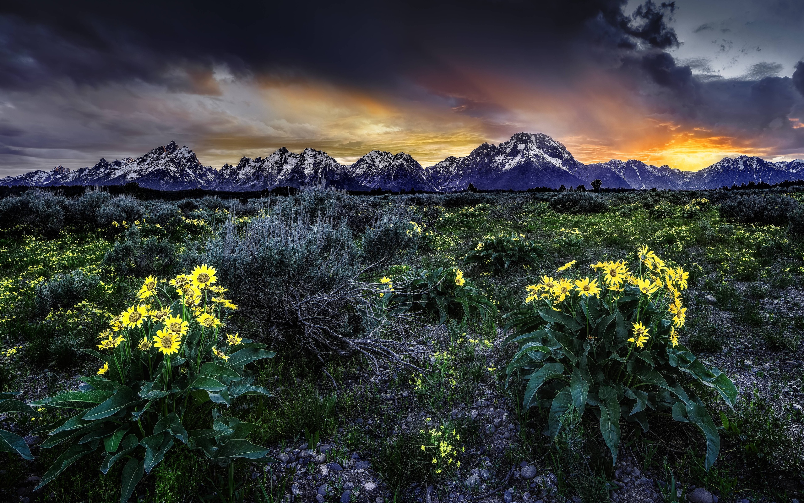 Free photo A field of flowers on a background of mountains