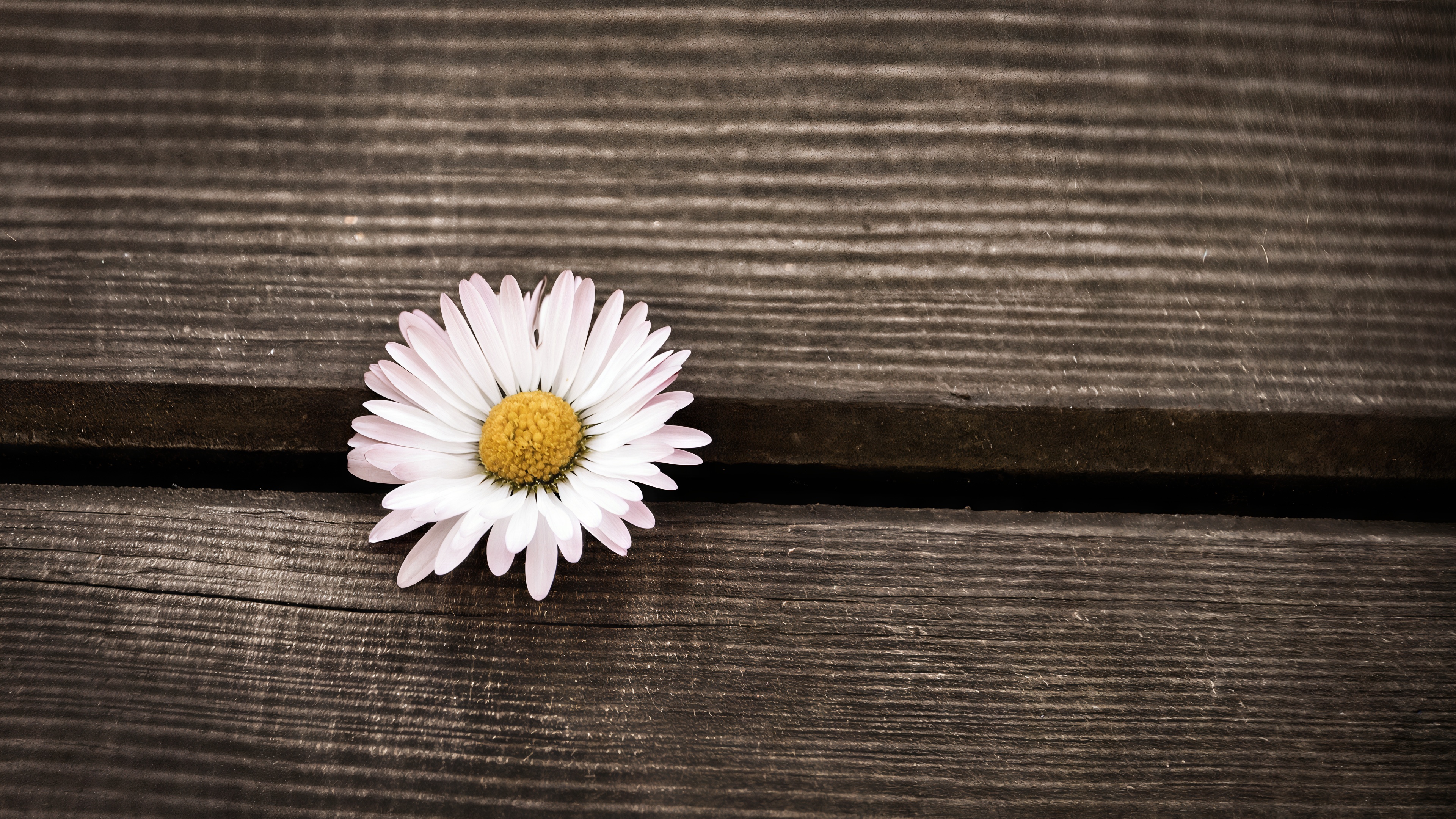 Free photo A small, delicate daisy flower bloomed right in the cracks of the old wooden platform.