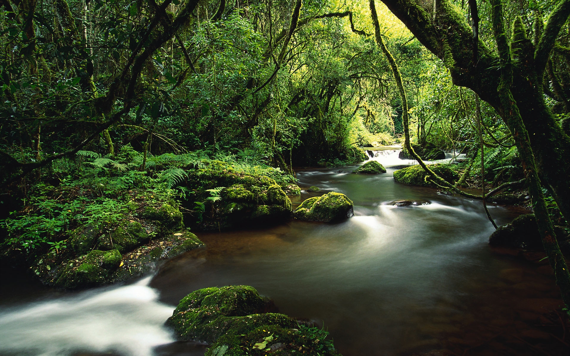 Free photo A forest landscape with a clear river surrounded by dense green trees and shrubs.