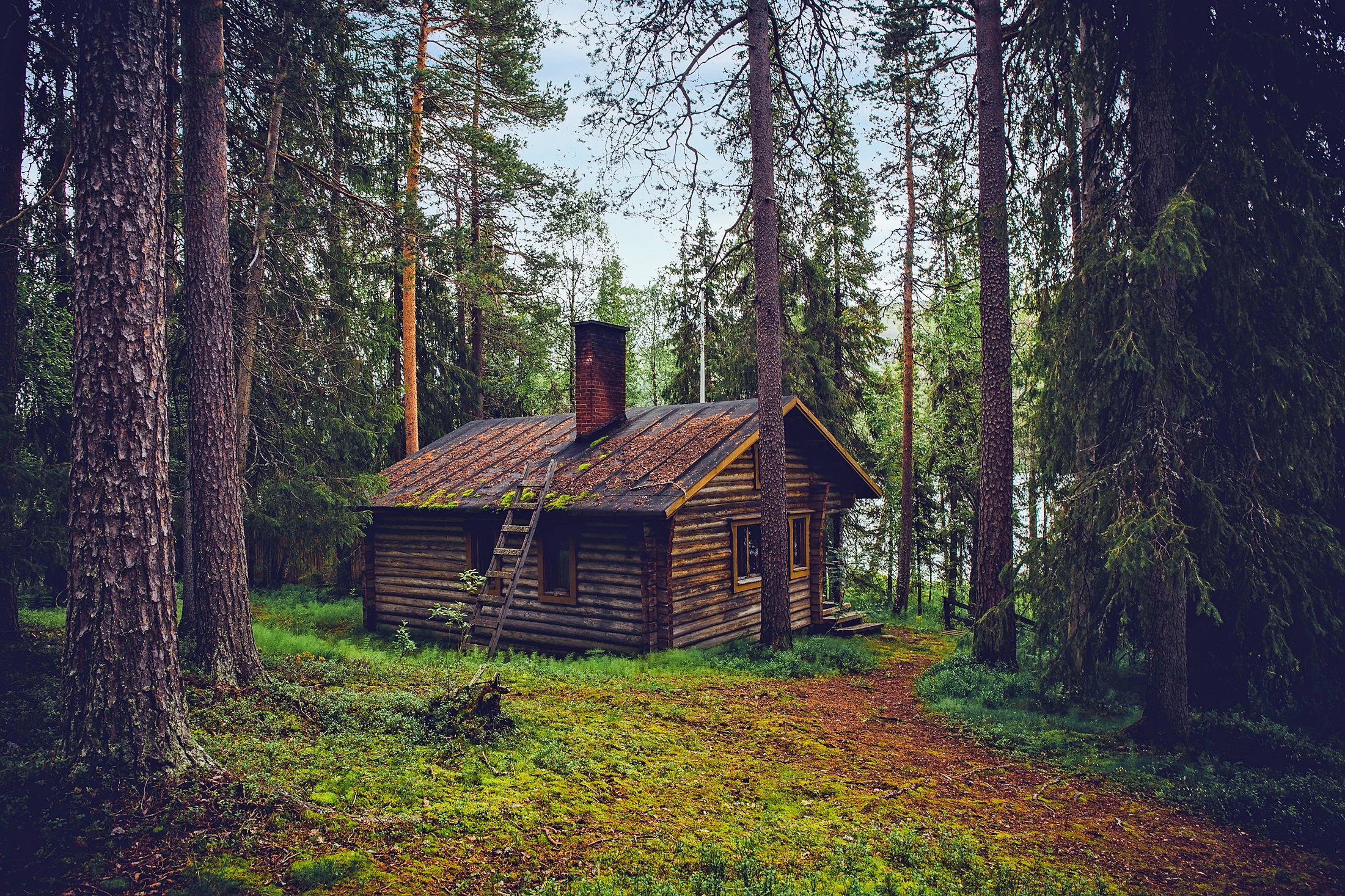 Wallpapers array an forest trees Finland on the desktop