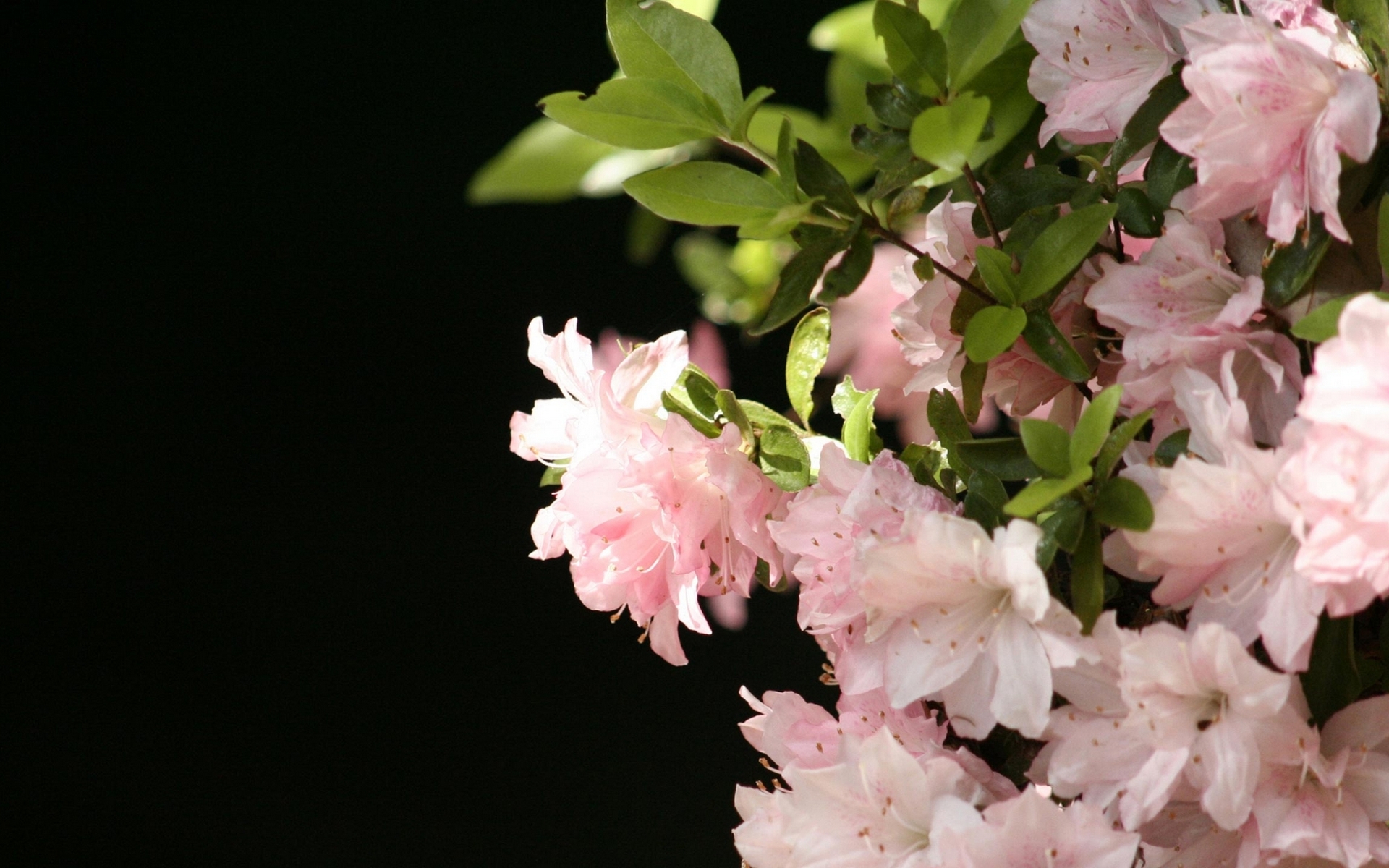 Wallpapers leaves white flowers on the desktop