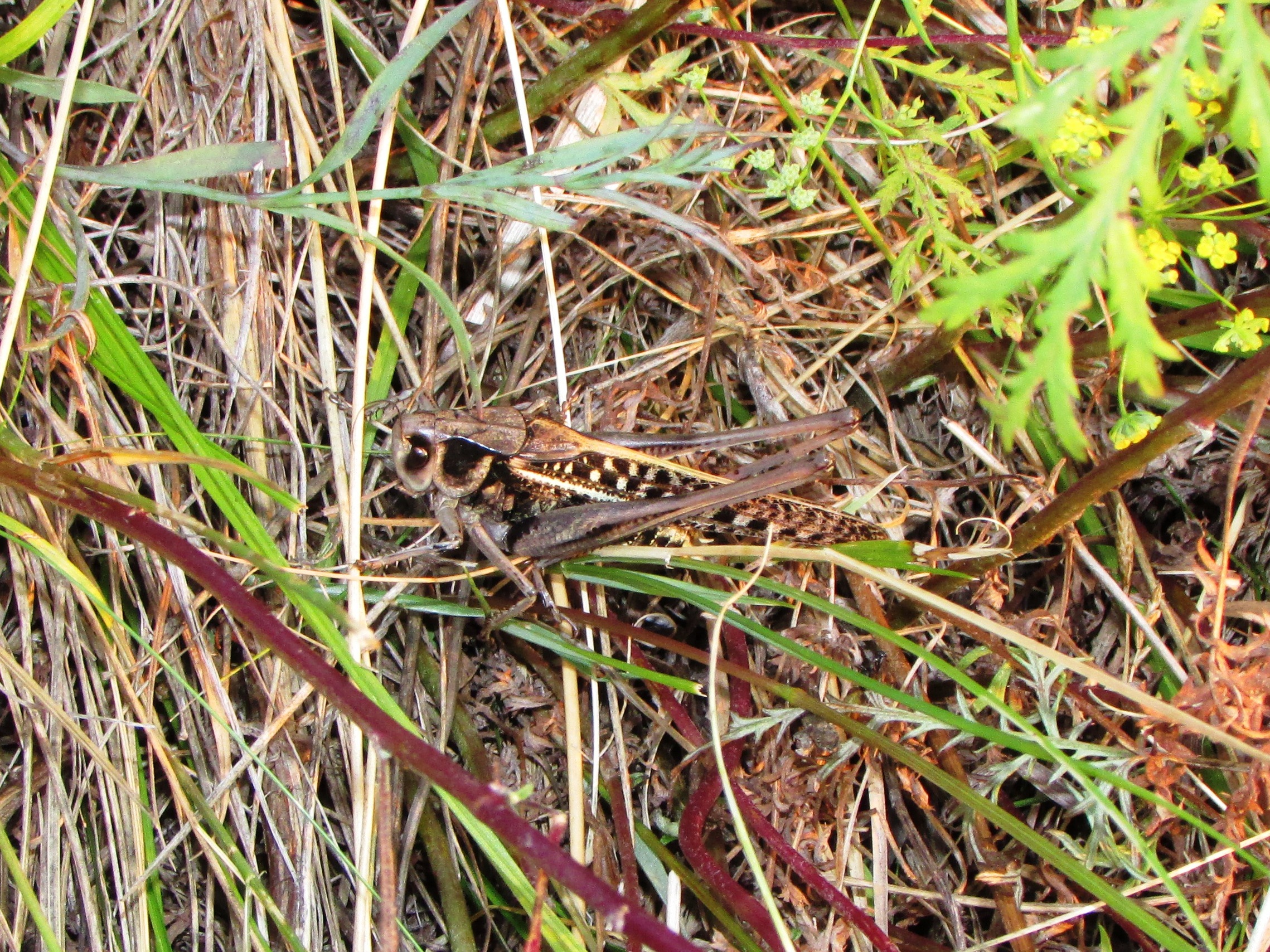 Бесплатное фото Кузнечик - мастер маскировки