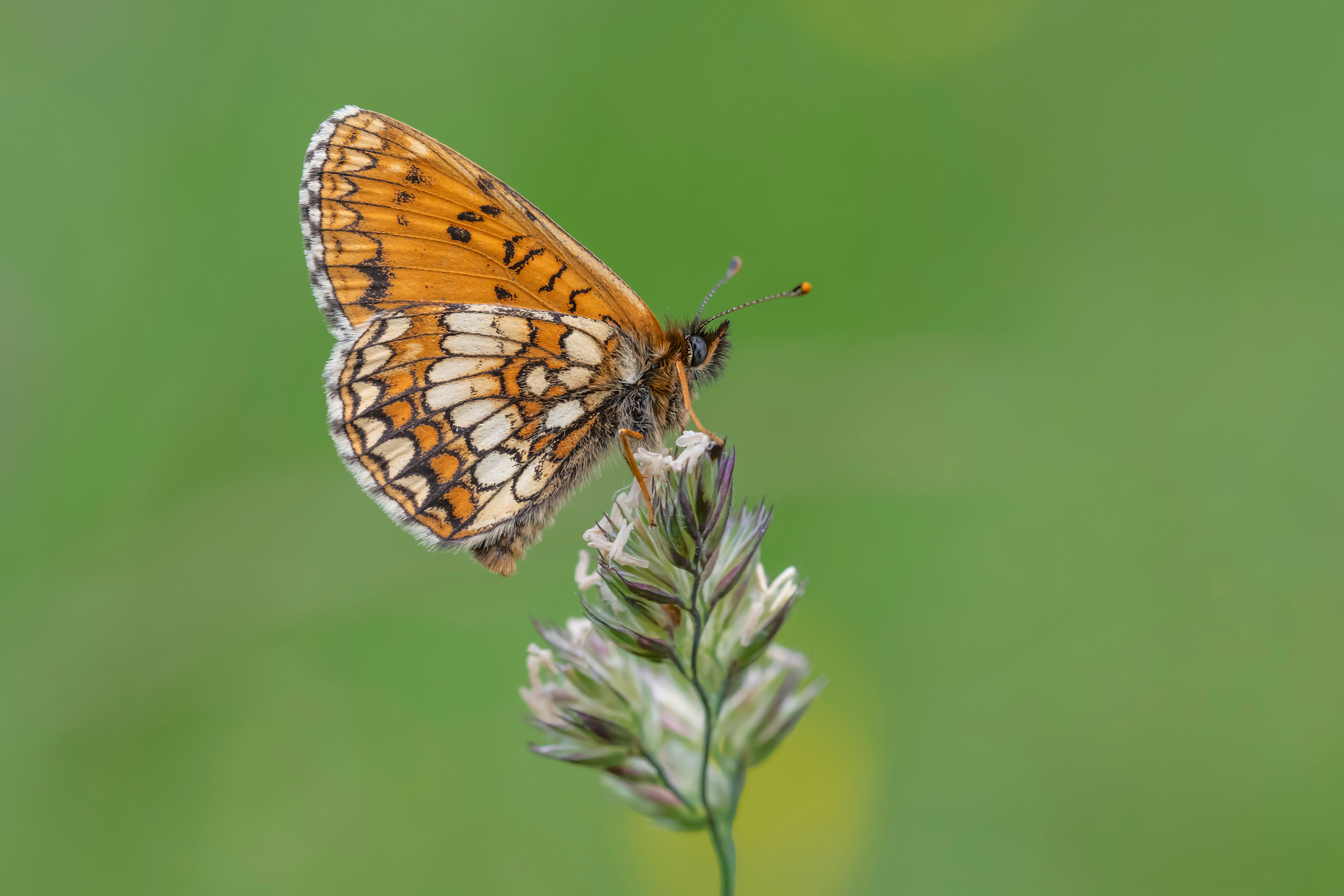 Wallpapers nature butterfly closeup on the desktop