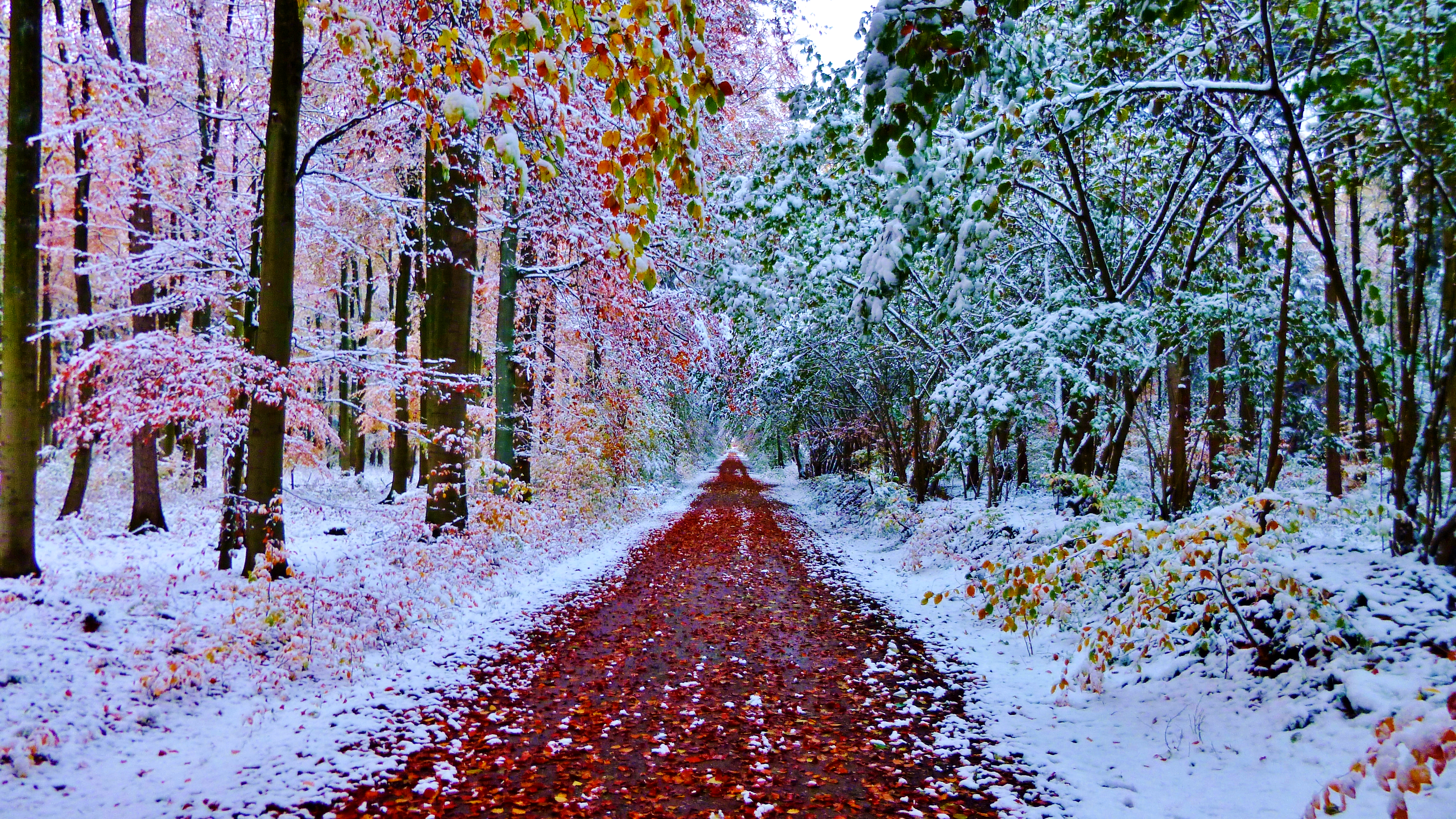 Free photo Autumn snow