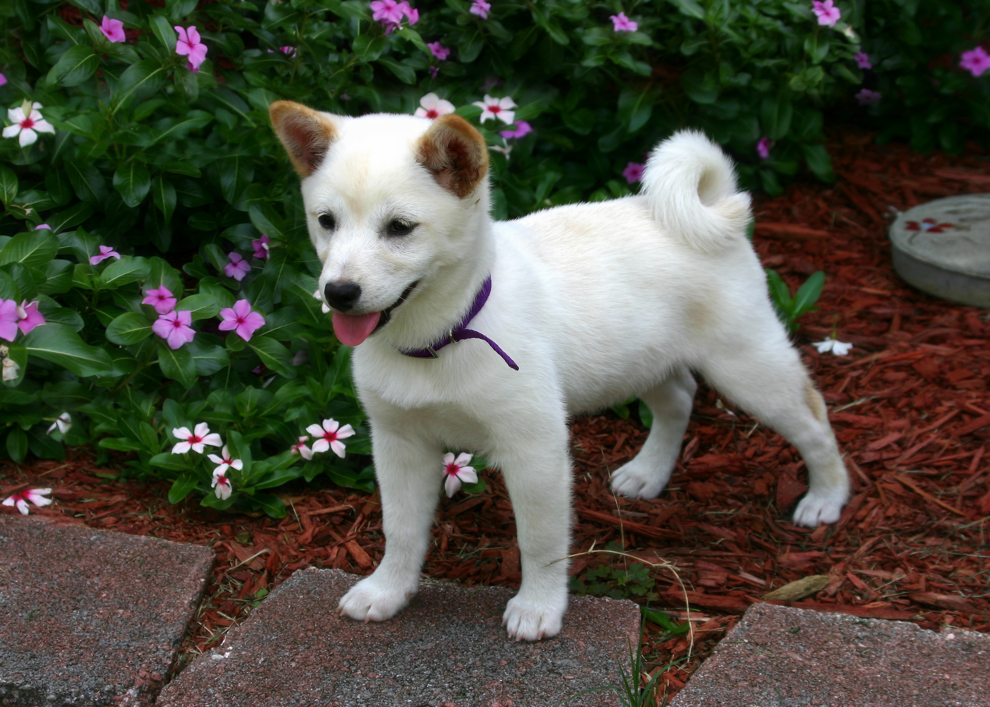 桌面上的壁纸幼犬 狗 动物