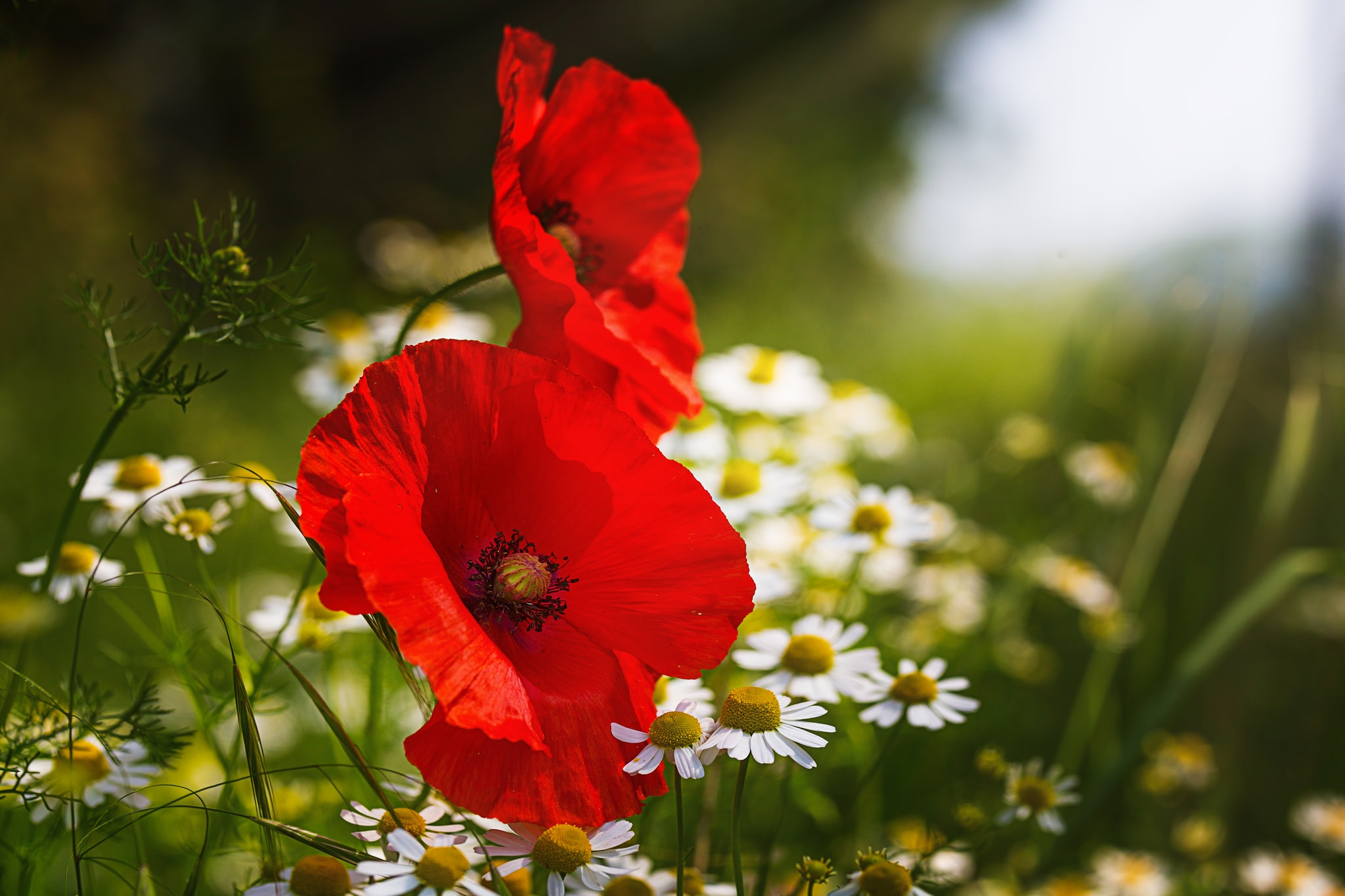 Free photo Red poppy flower