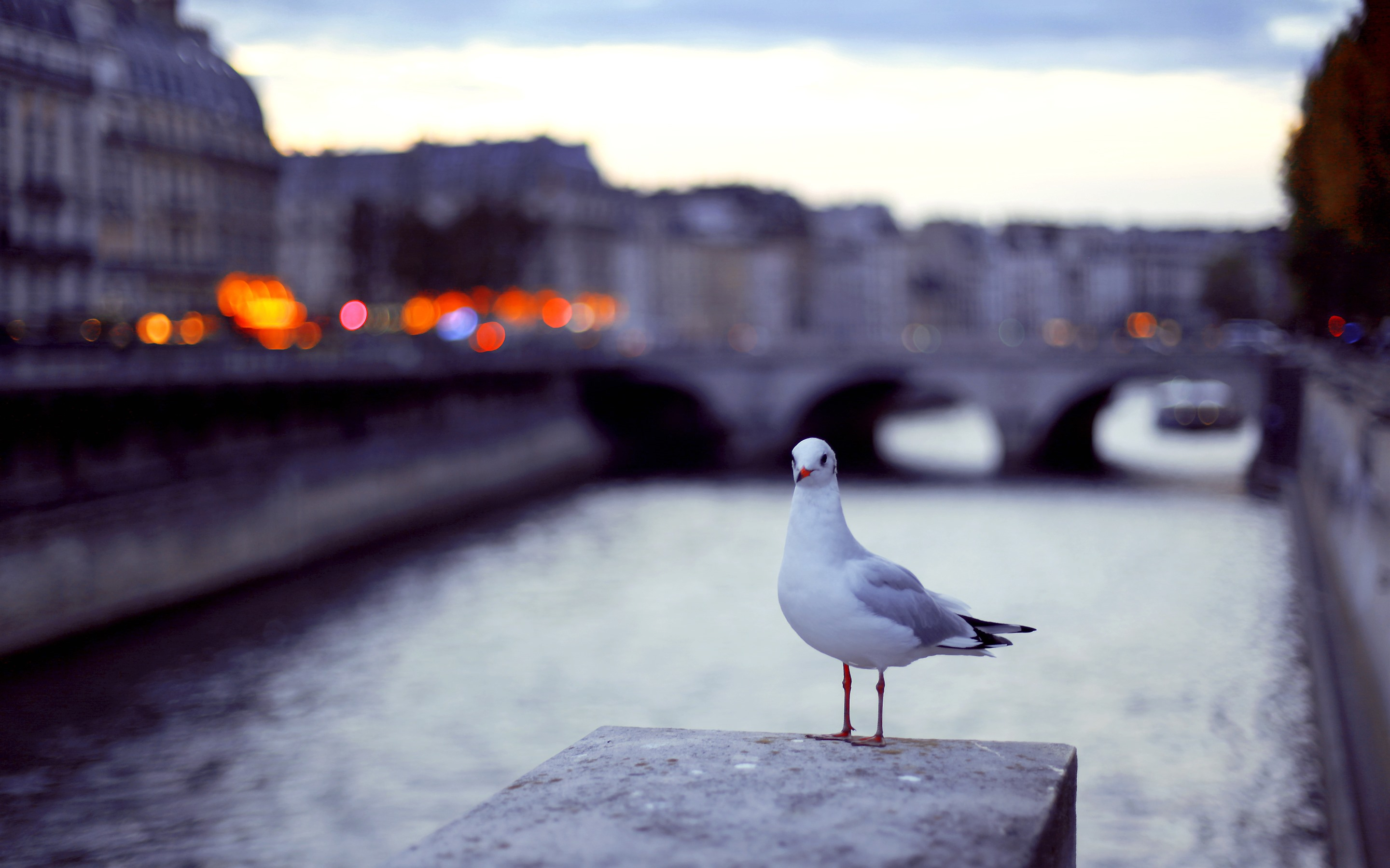 Wallpapers wallpaper seagull canal bridge on the desktop