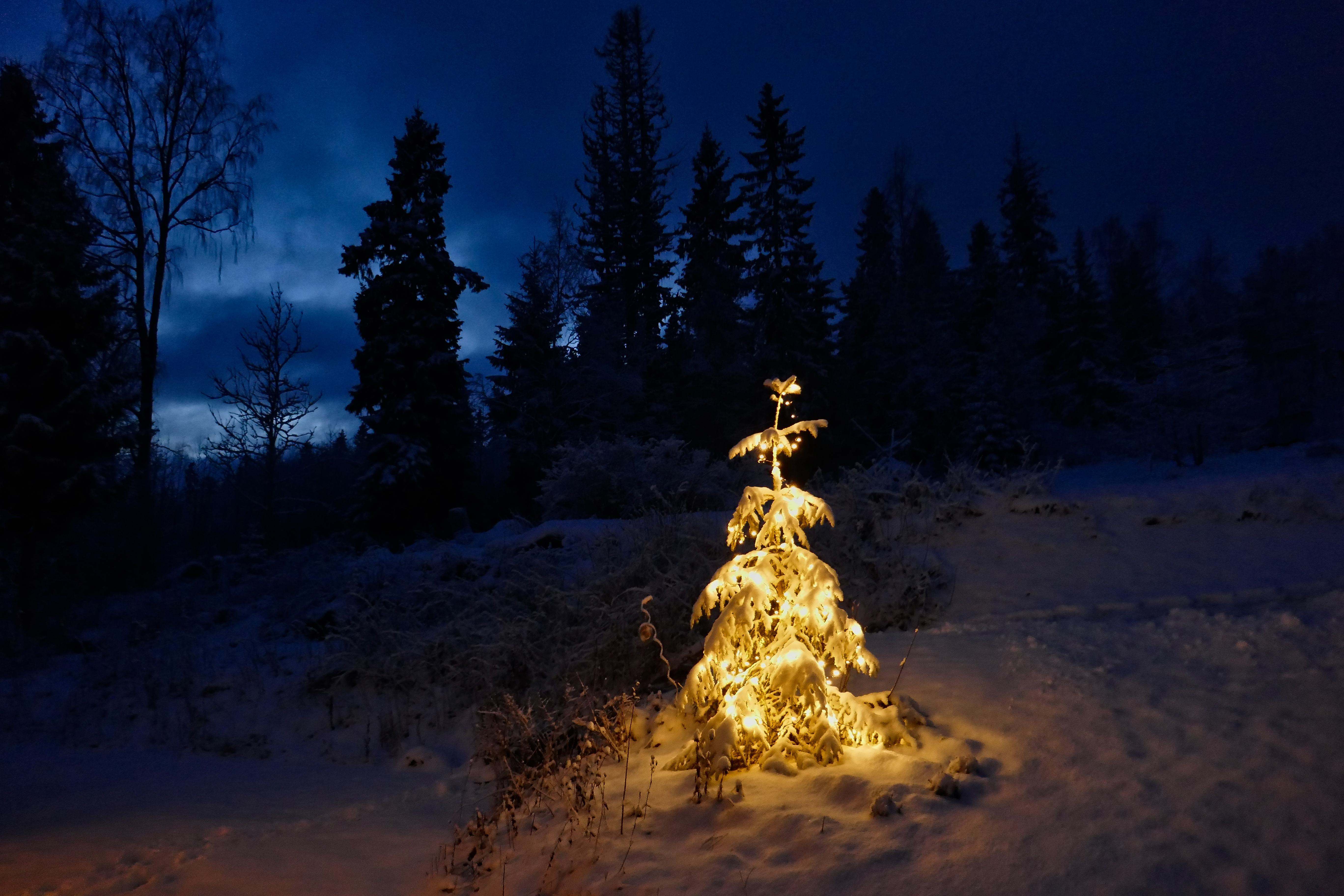 Free photo Christmas tree